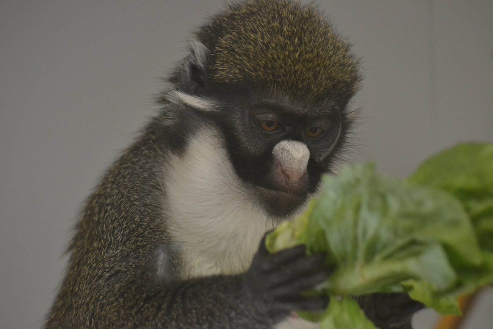 Eastern lesser white-nosed guenon