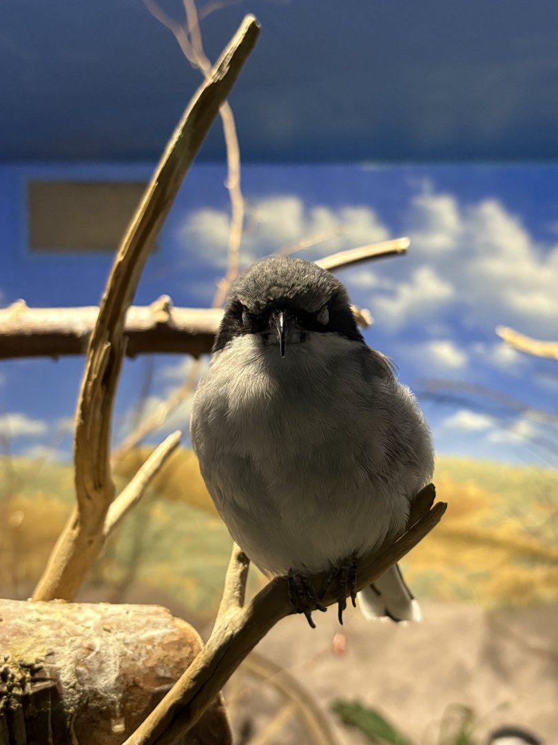 Eastern Loggerhead Shrike “Bandit”