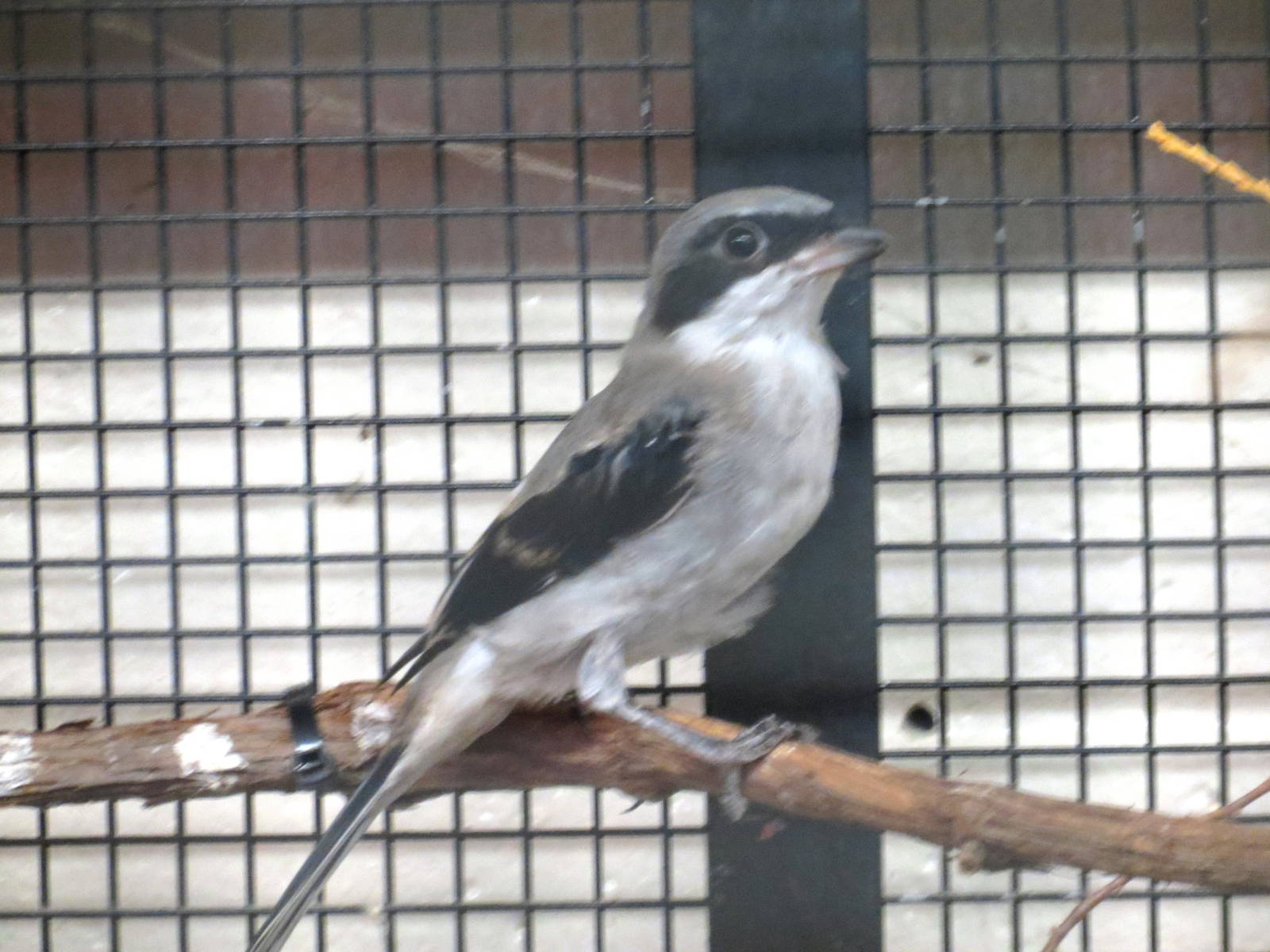 Eastern Loggerhead Shrike