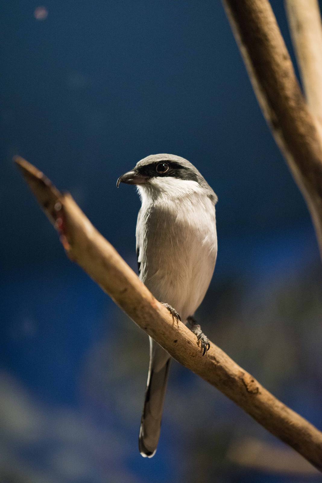 Eastern Loggerhead Shrike