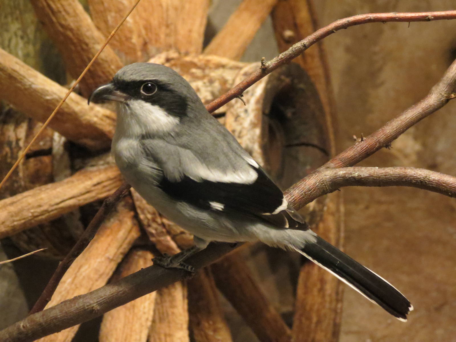 Eastern Loggerhead Shrike