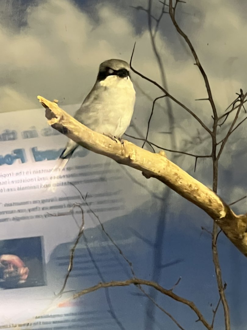 Eastern Loggerhead Strike