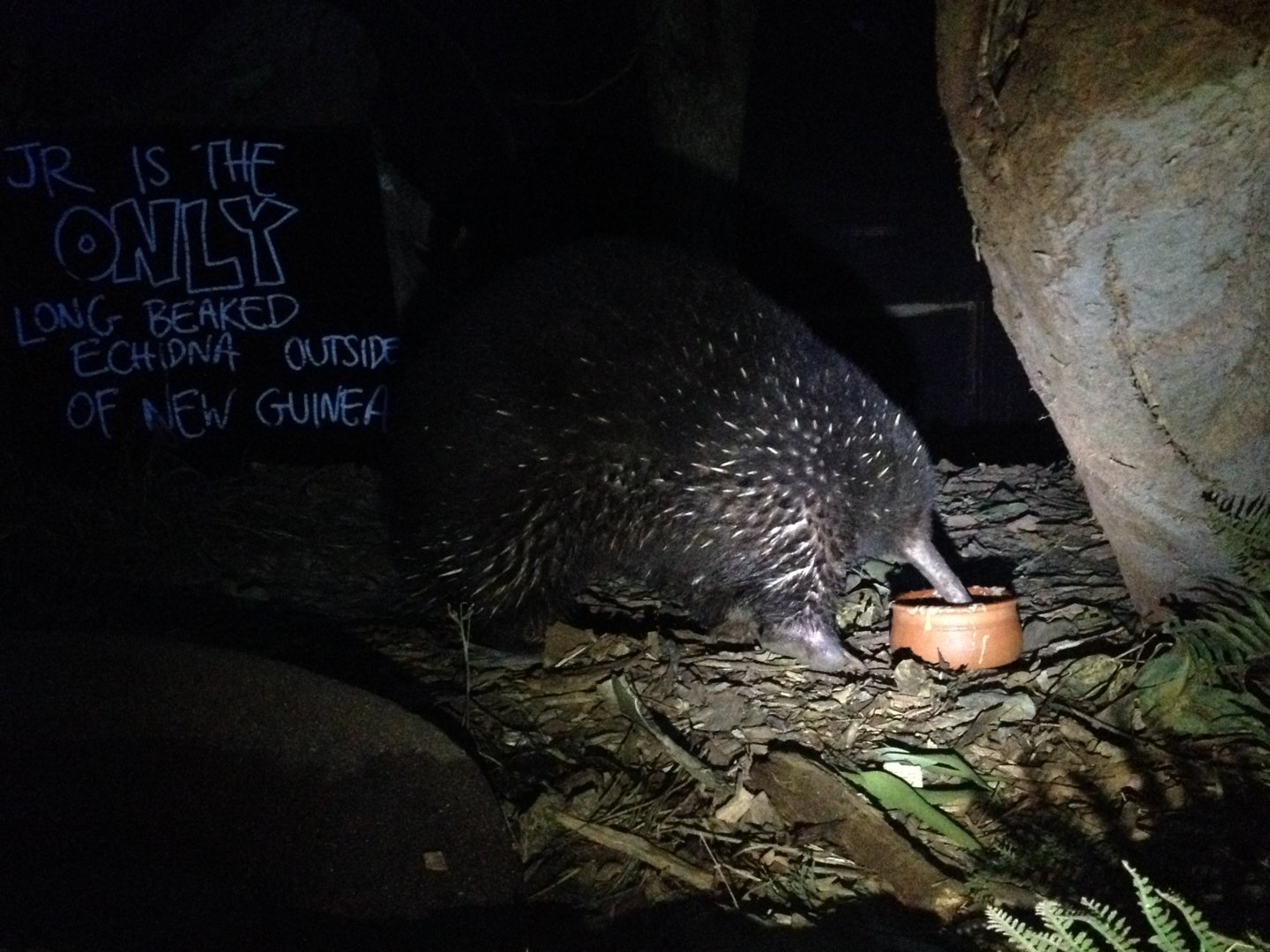Eastern Long-beaked Echidna (Zaglossus bartoni)