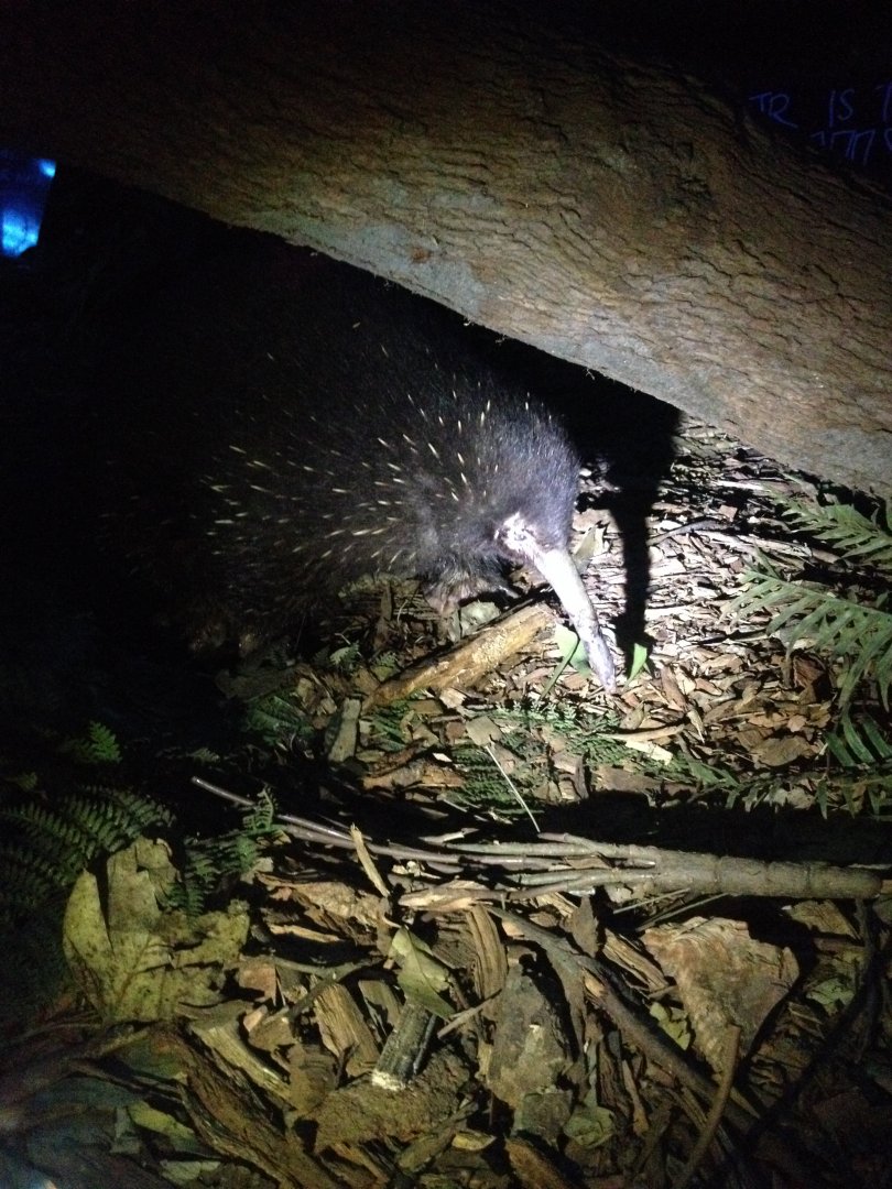 Eastern Long-beaked Echidna (Zaglossus bartoni)