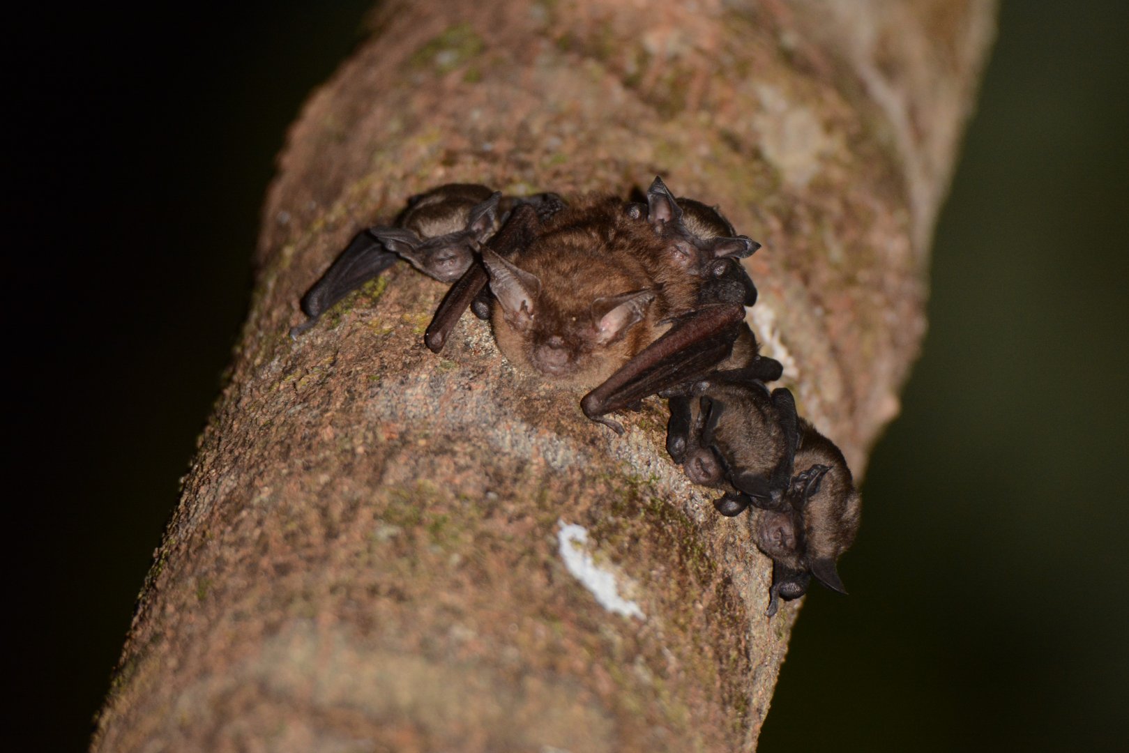 Eastern Long-eared Bat (Nyctophilus bifax)
