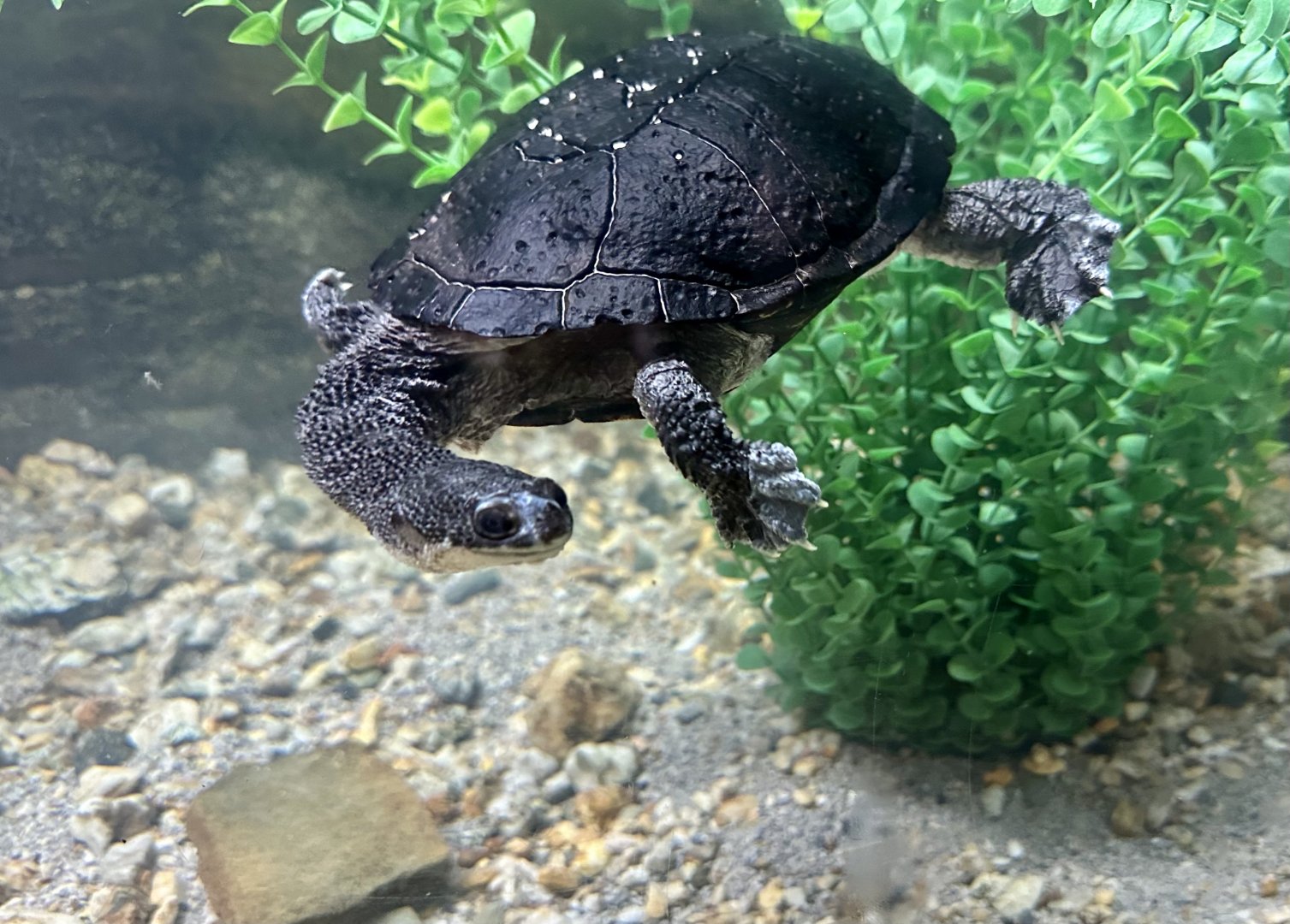 Eastern long-neck turtle (Chelodina longicollis)