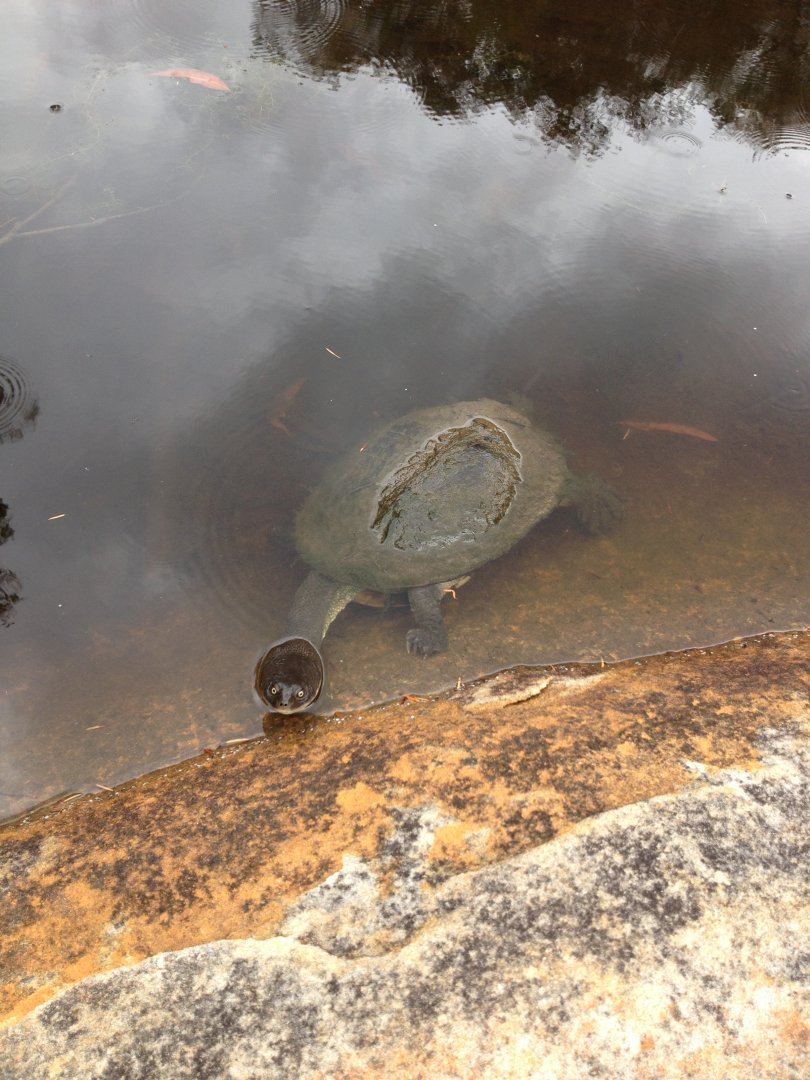 Eastern Long-necked Turtle (Chelodina longicollis)