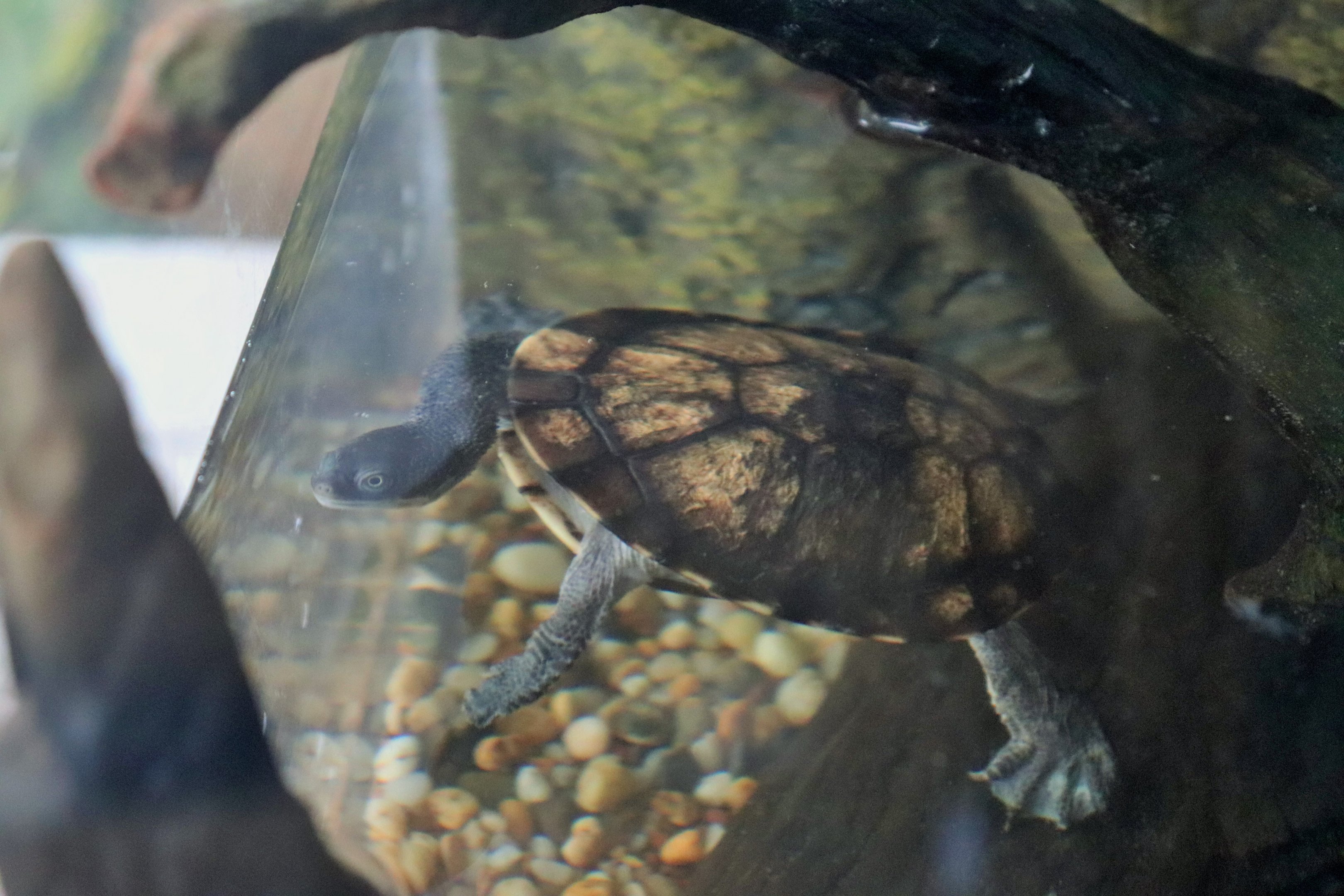 Eastern Long-necked Turtle (Chelodina longicollis)