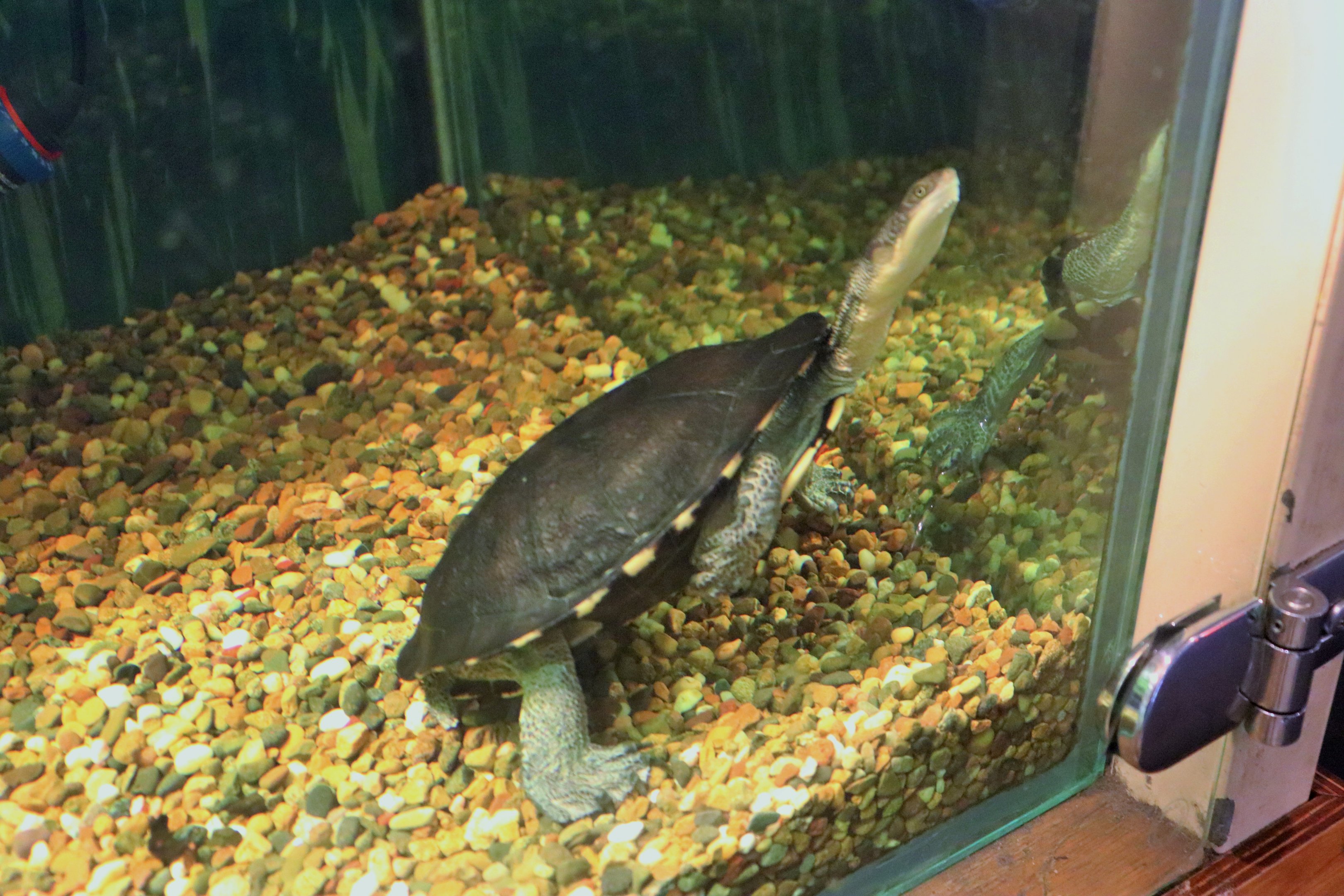 Eastern Long-necked Turtle (Chelodina longicollis)