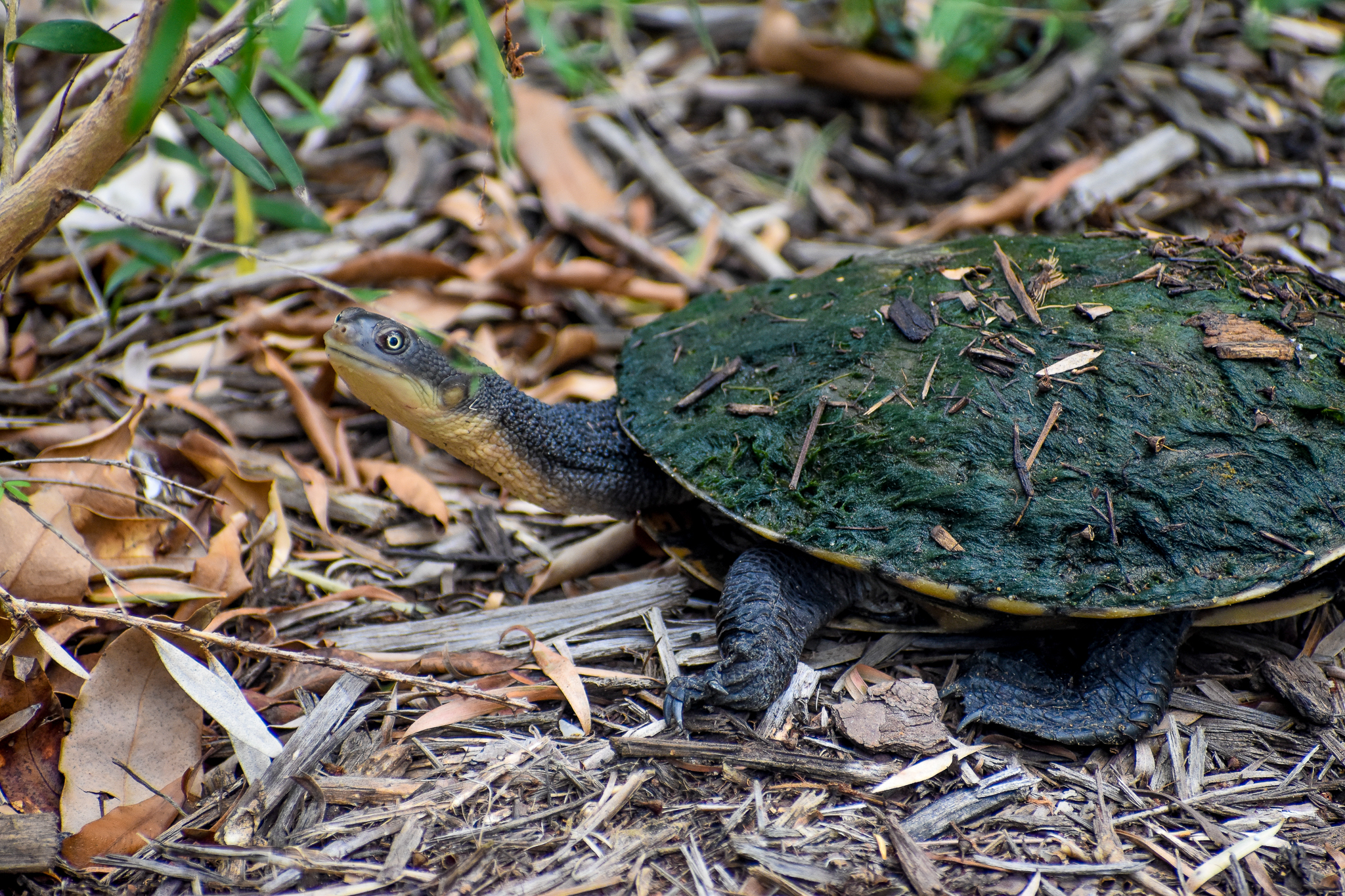 Eastern Long-necked Turtle (Chelodina longicollis)