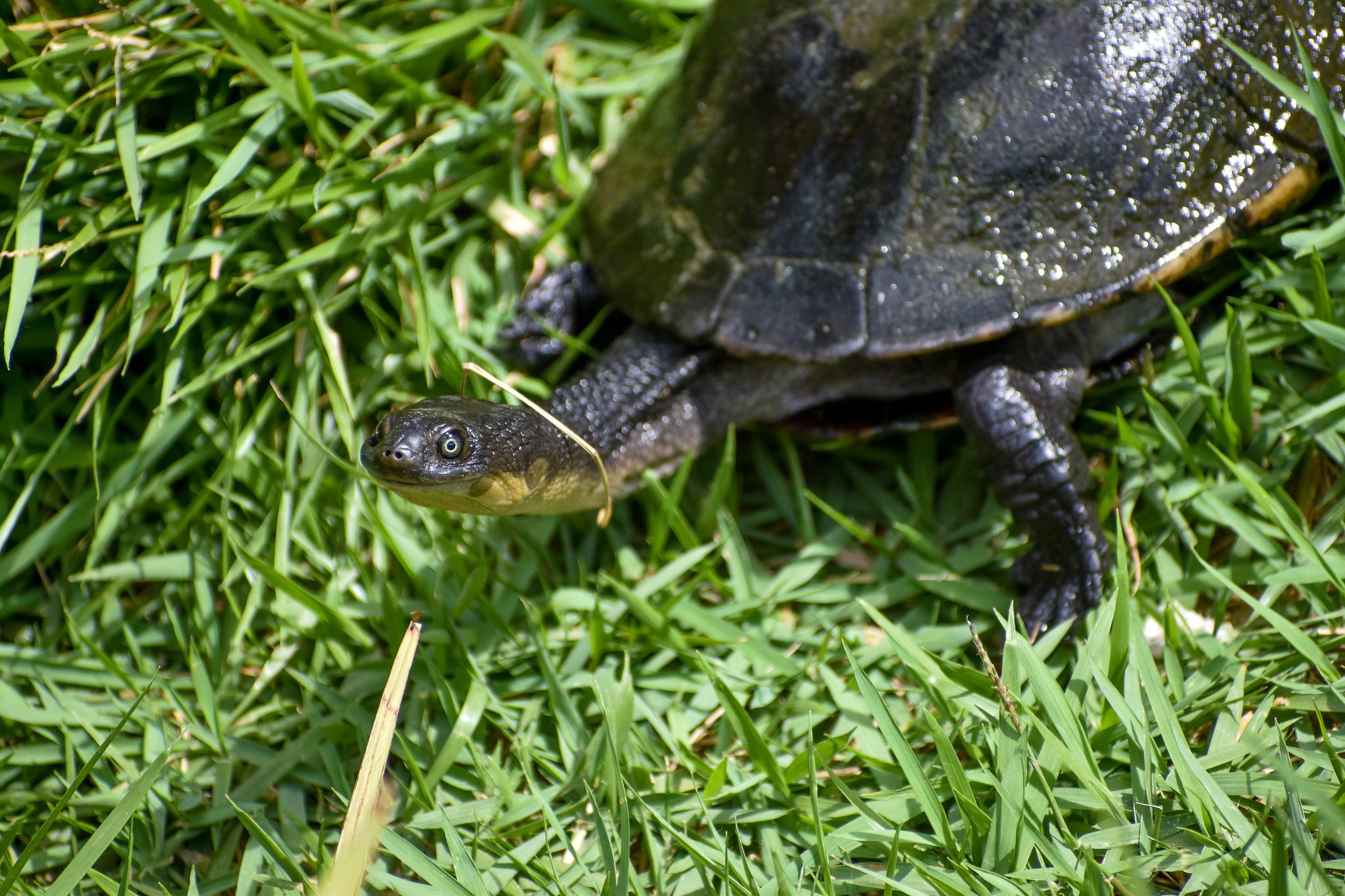 Eastern Long-necked Turtle (Chelodina longicollis)