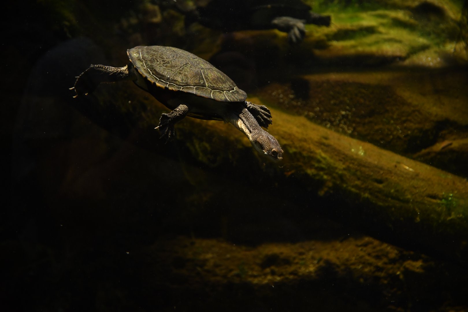 Eastern long-necked turtle (Chelodina longicollis)