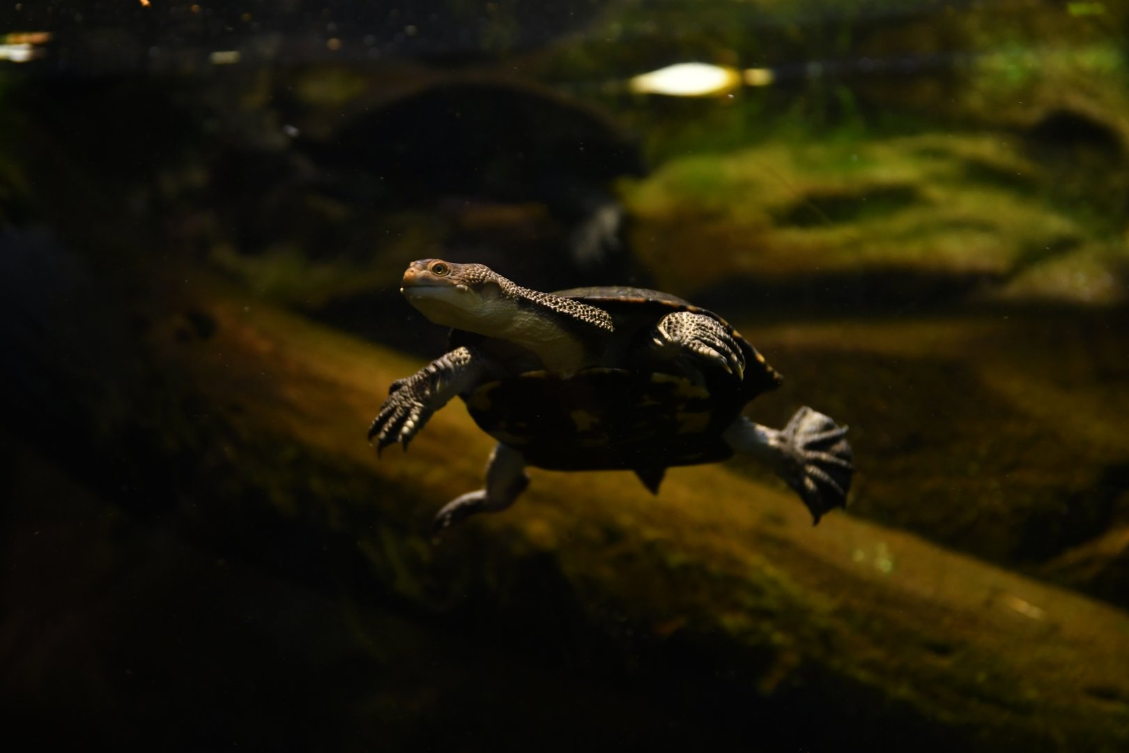 Eastern long-necked turtle (Chelodina longicollis)