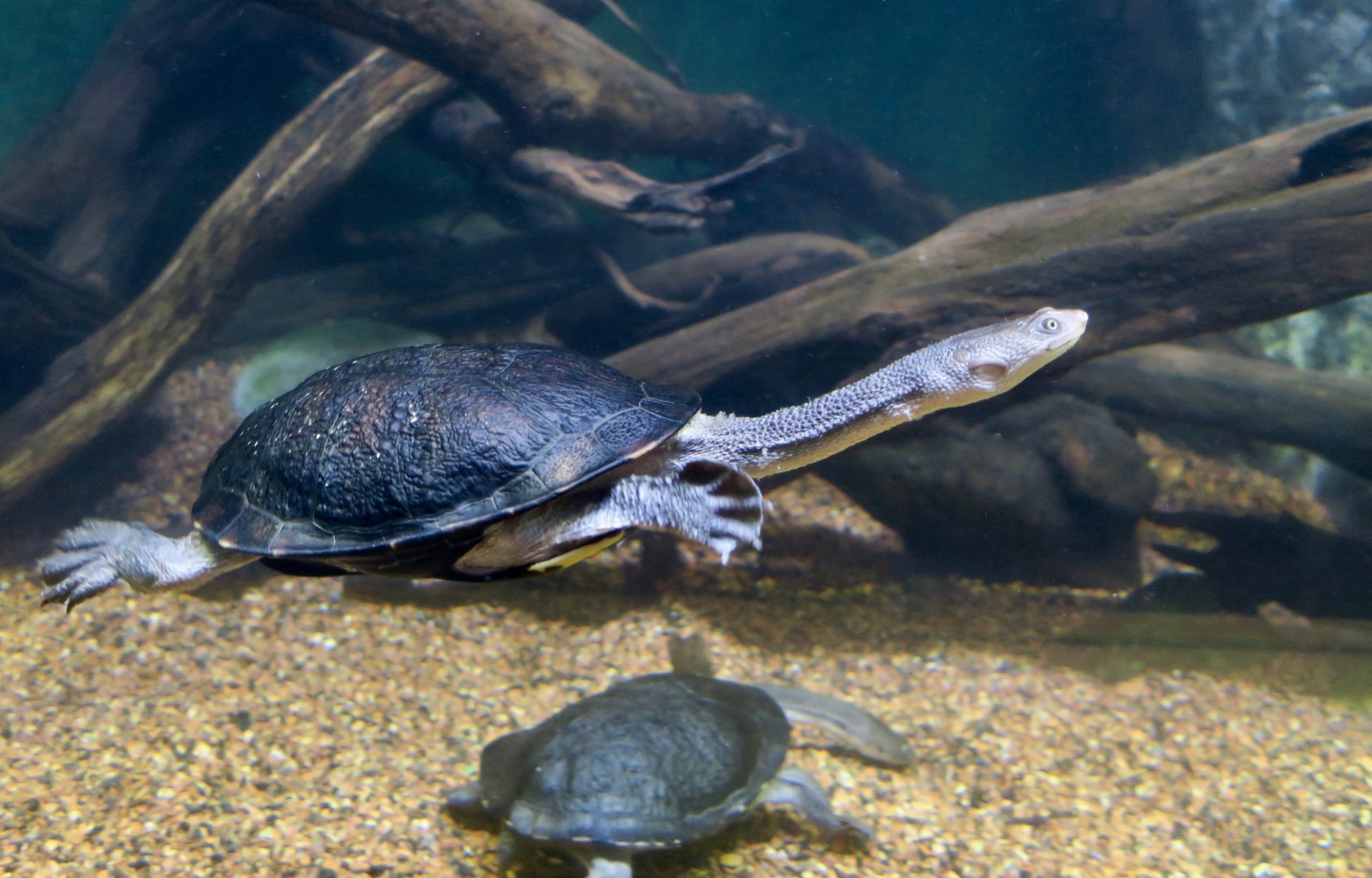 Eastern Long-Necked Turtle (Chelodina longicollis)