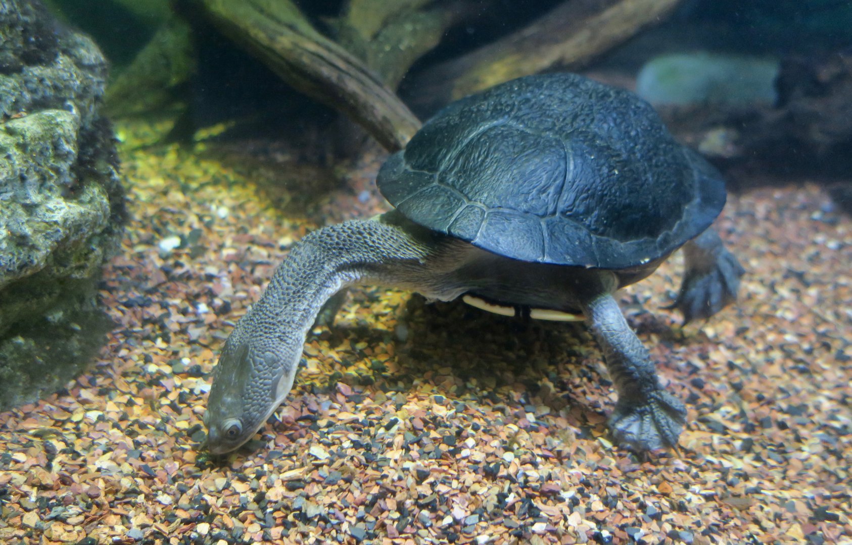 Eastern Long-Necked Turtle (Chelodina longicollis)