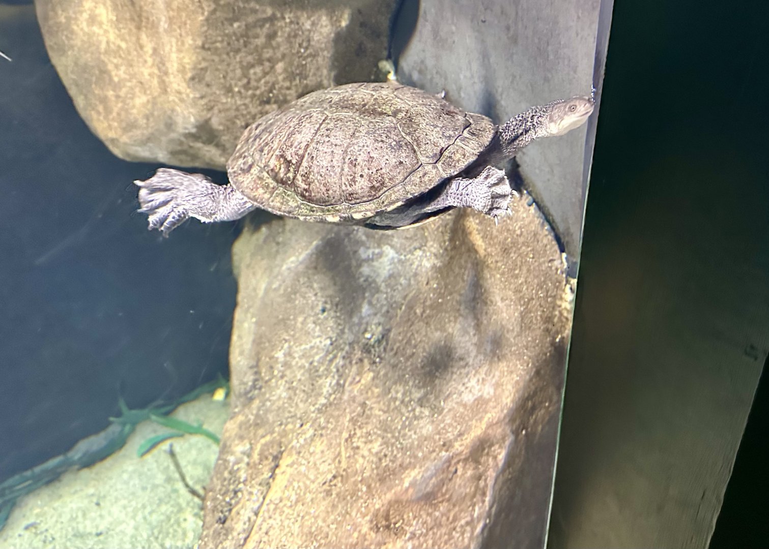 Eastern long necked turtle (Chelodina longicollis)