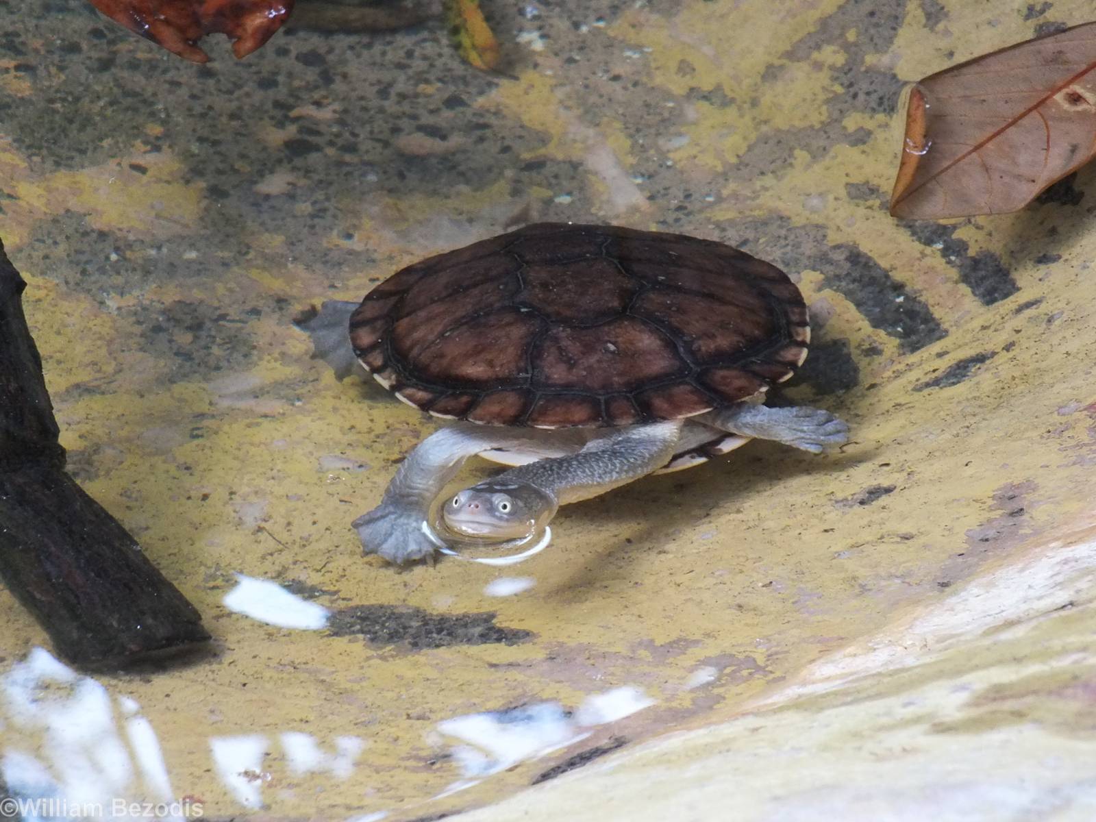 Eastern Long-necked Turtle