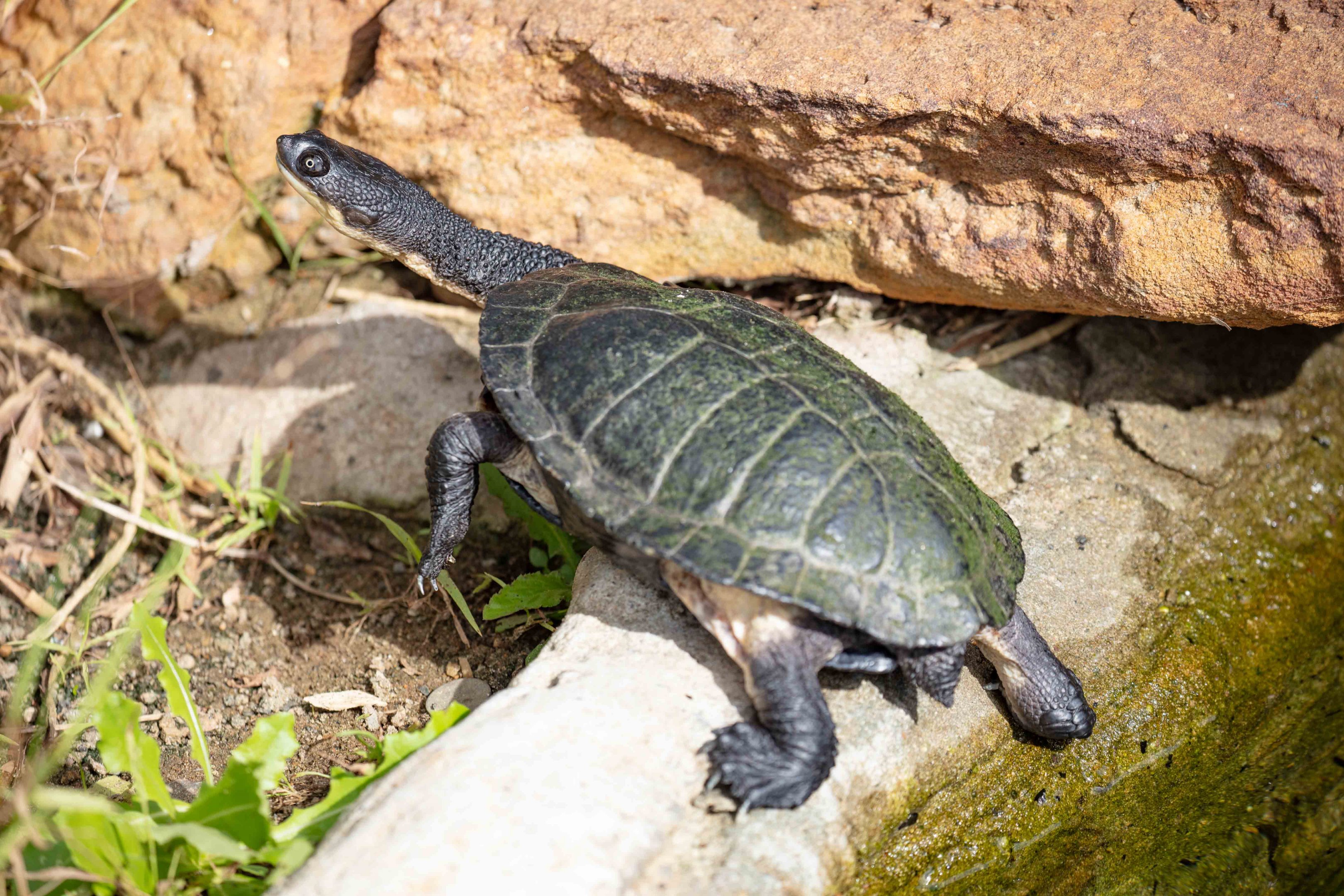 Eastern Long-necked Turtle