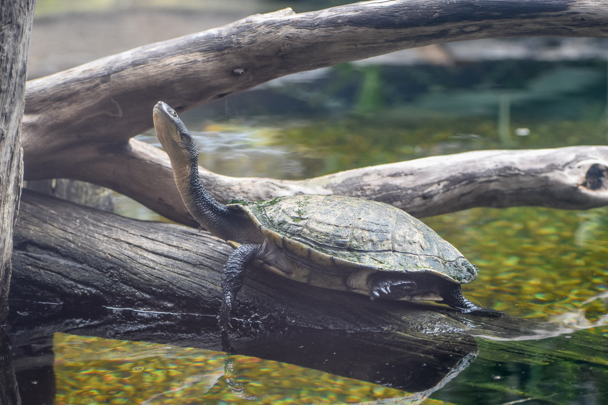 Eastern Long-necked Turtle