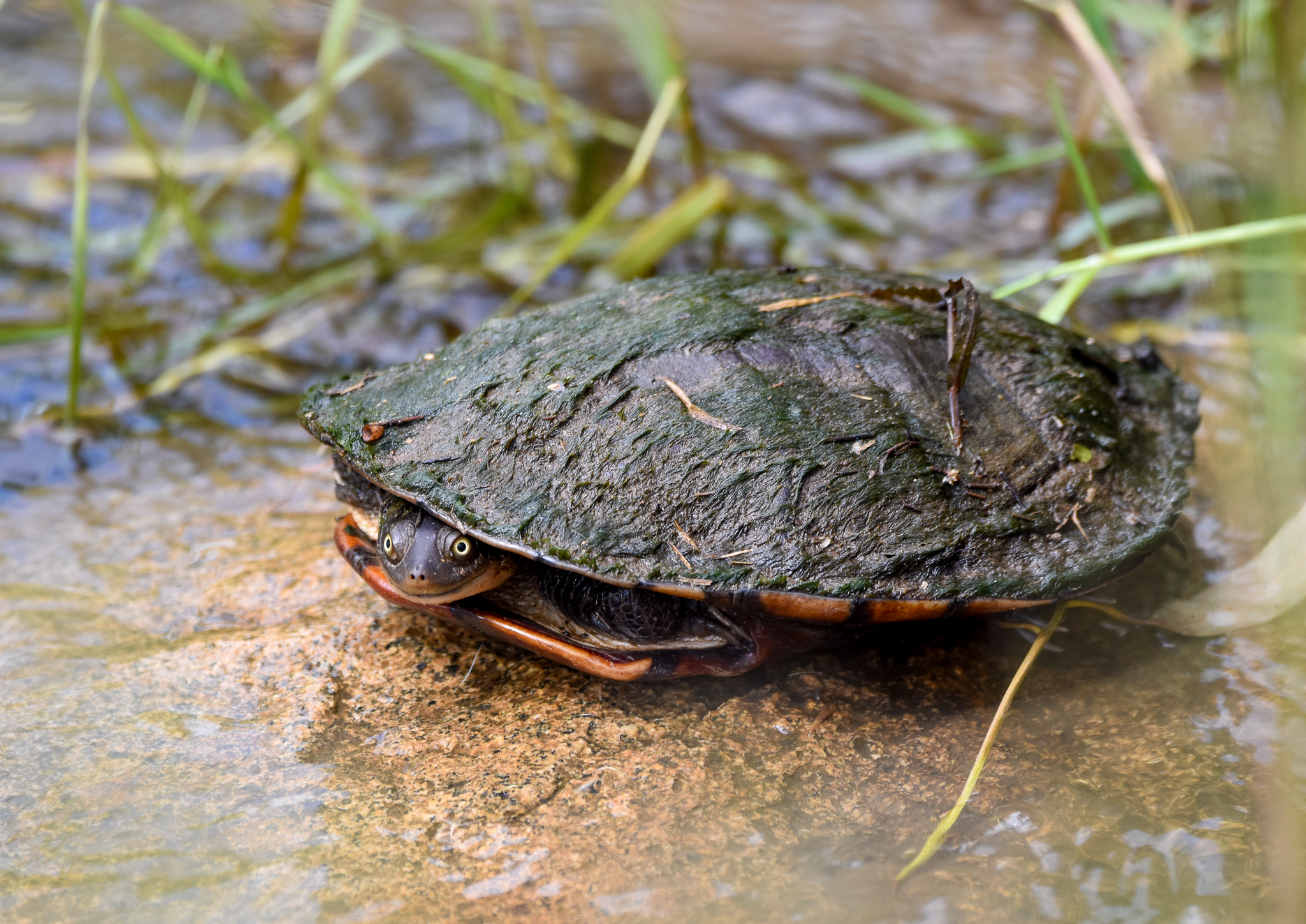 Eastern Long-necked Turtle