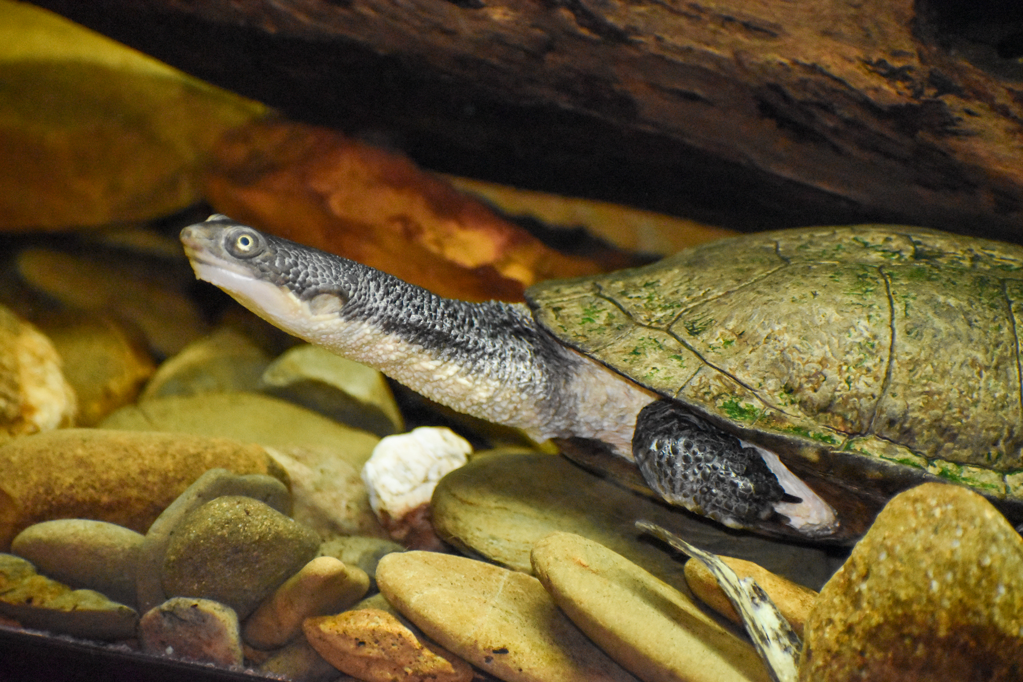 Eastern Long-necked Turtle
