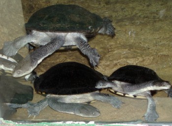 Eastern Long-necked Turtles (Chelodina longicollis)