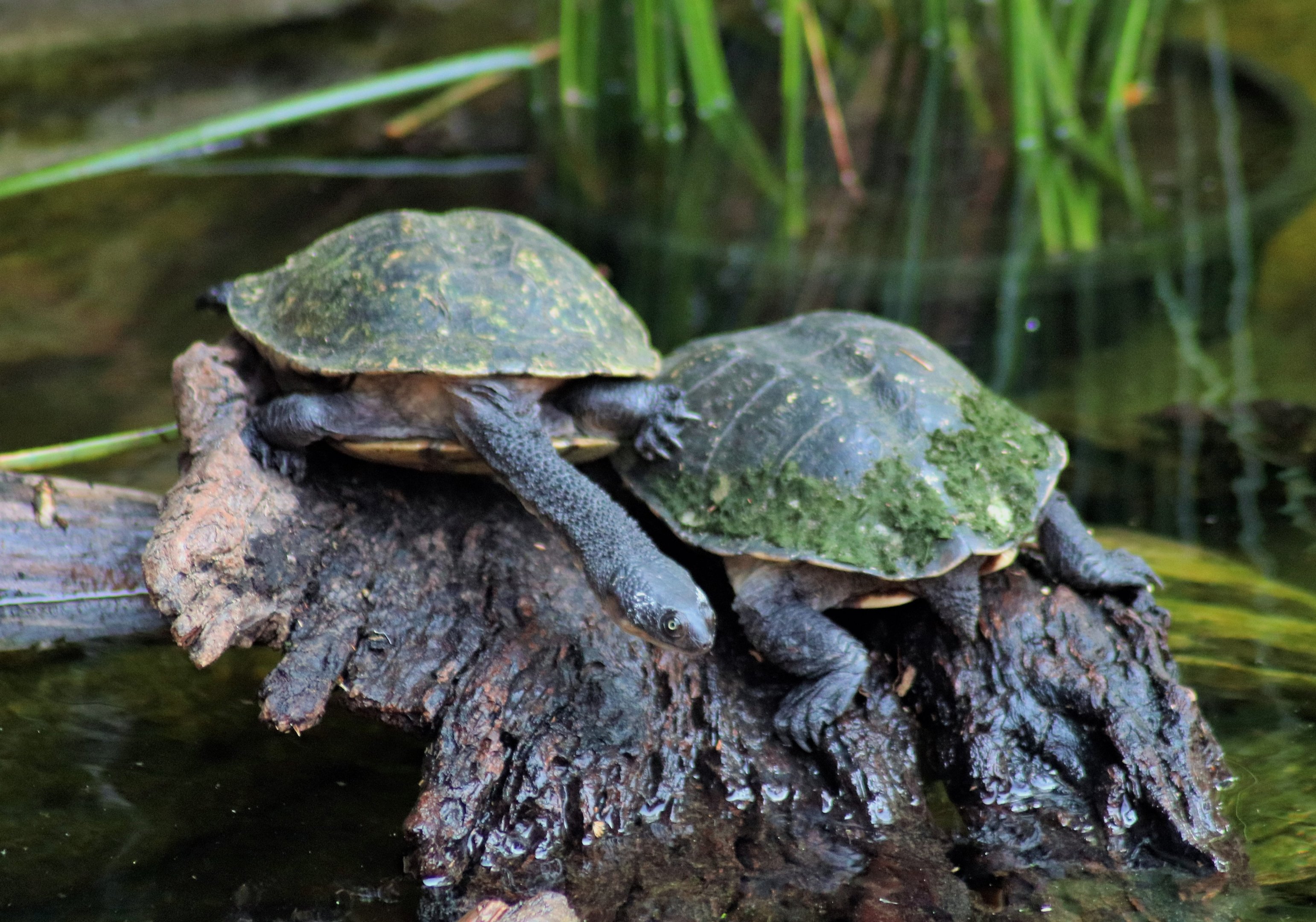 Eastern Long-necked Turtles (Chelodina longicollis)
