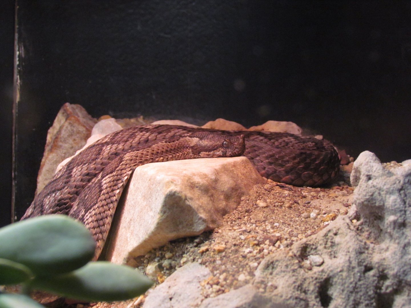 Eastern Long-nosed Viper