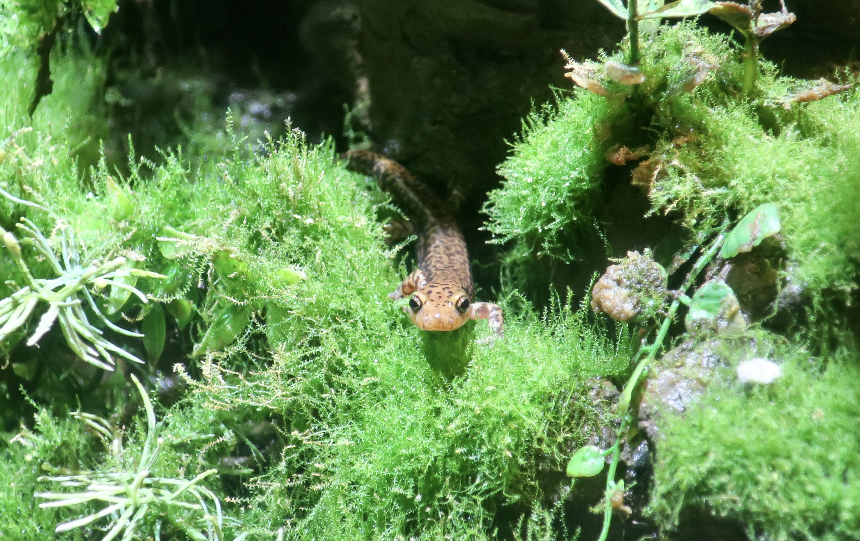 Eastern Long-Tailed Salamander (Eurycea longicauda longicauda)