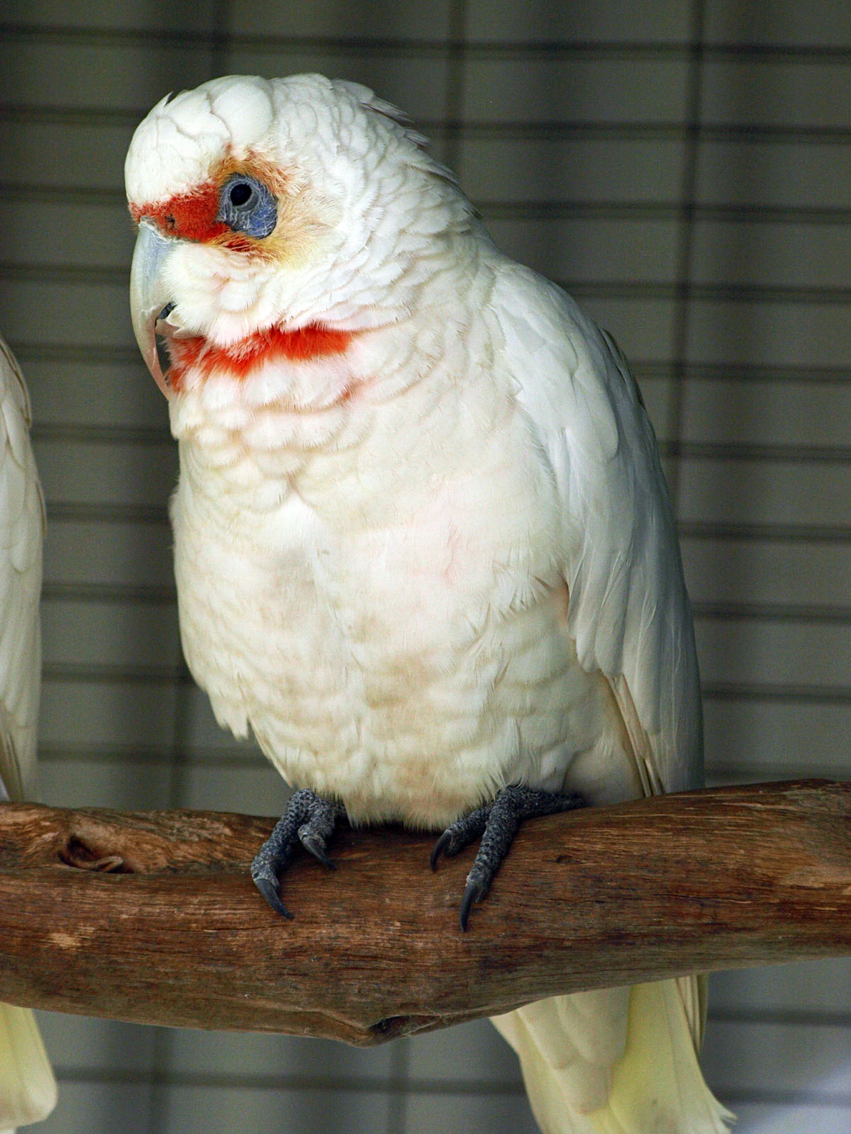 Eastern Longbilled corella