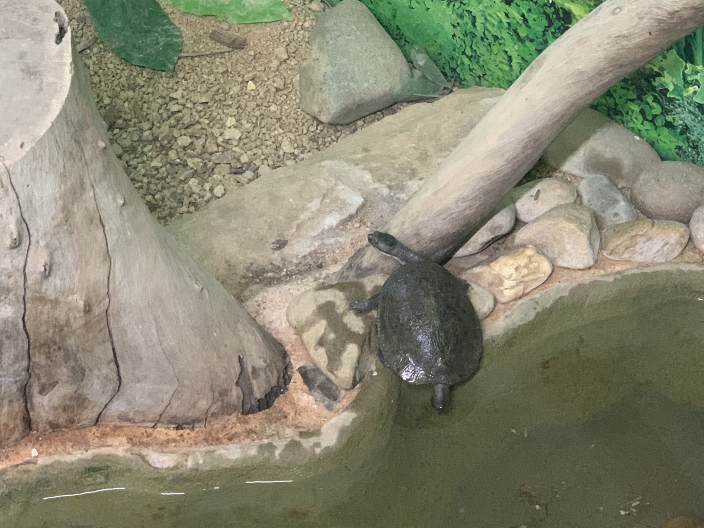 Eastern Longnecked Turtle in the 'Dragon House'