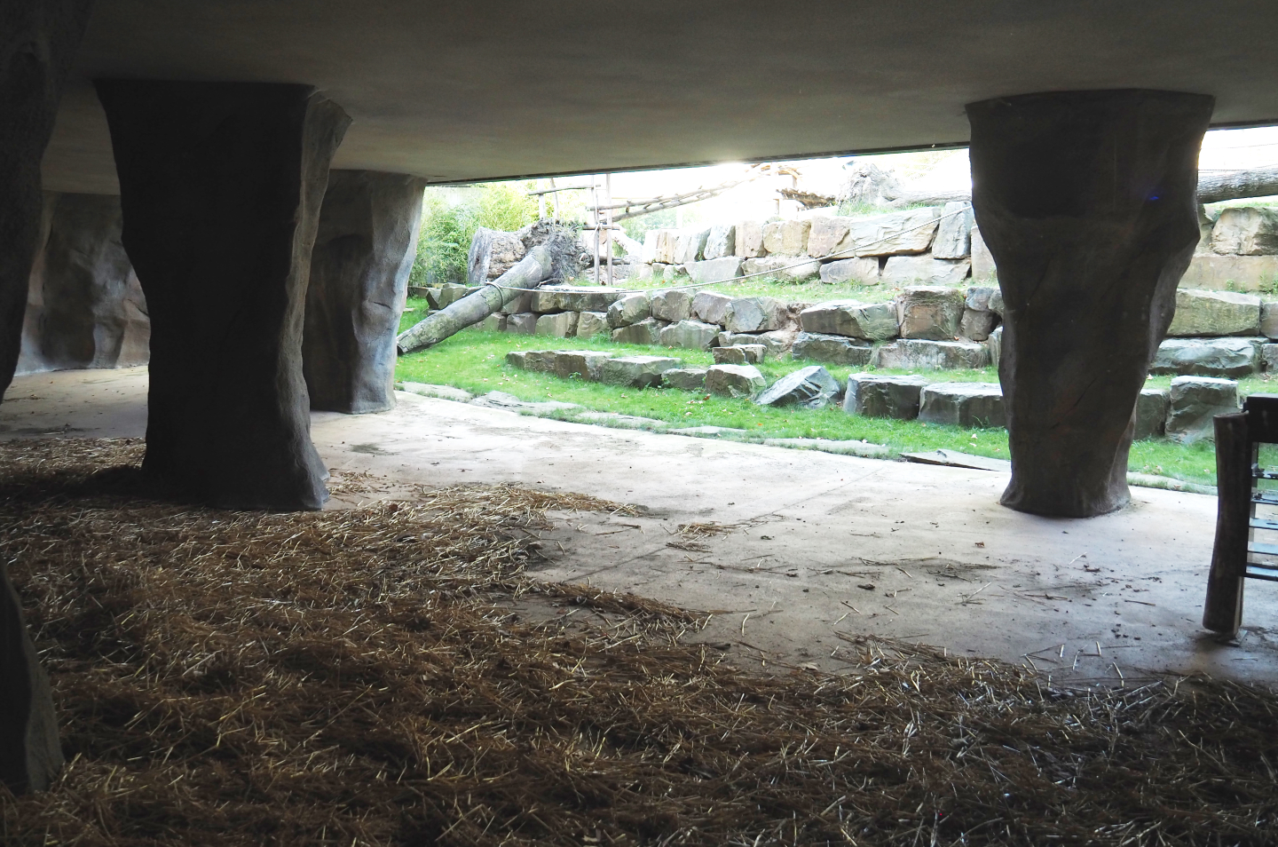 Eastern lowland and Western lowland gorilla cave shelter area, 2020-09-20