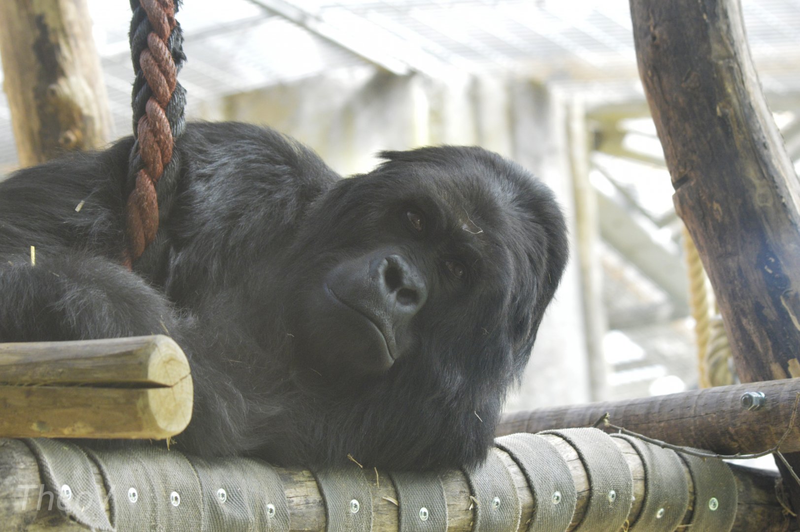 Eastern lowland gorilla [2018]