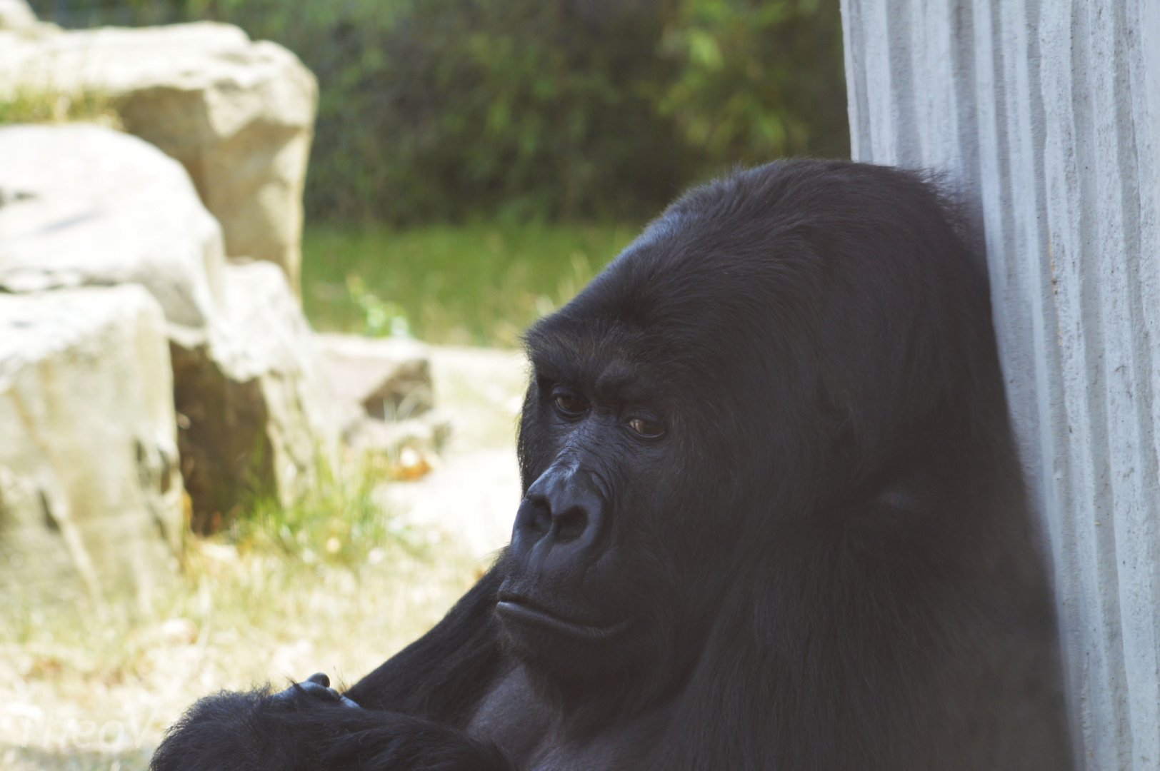 Eastern lowland gorilla [2018]