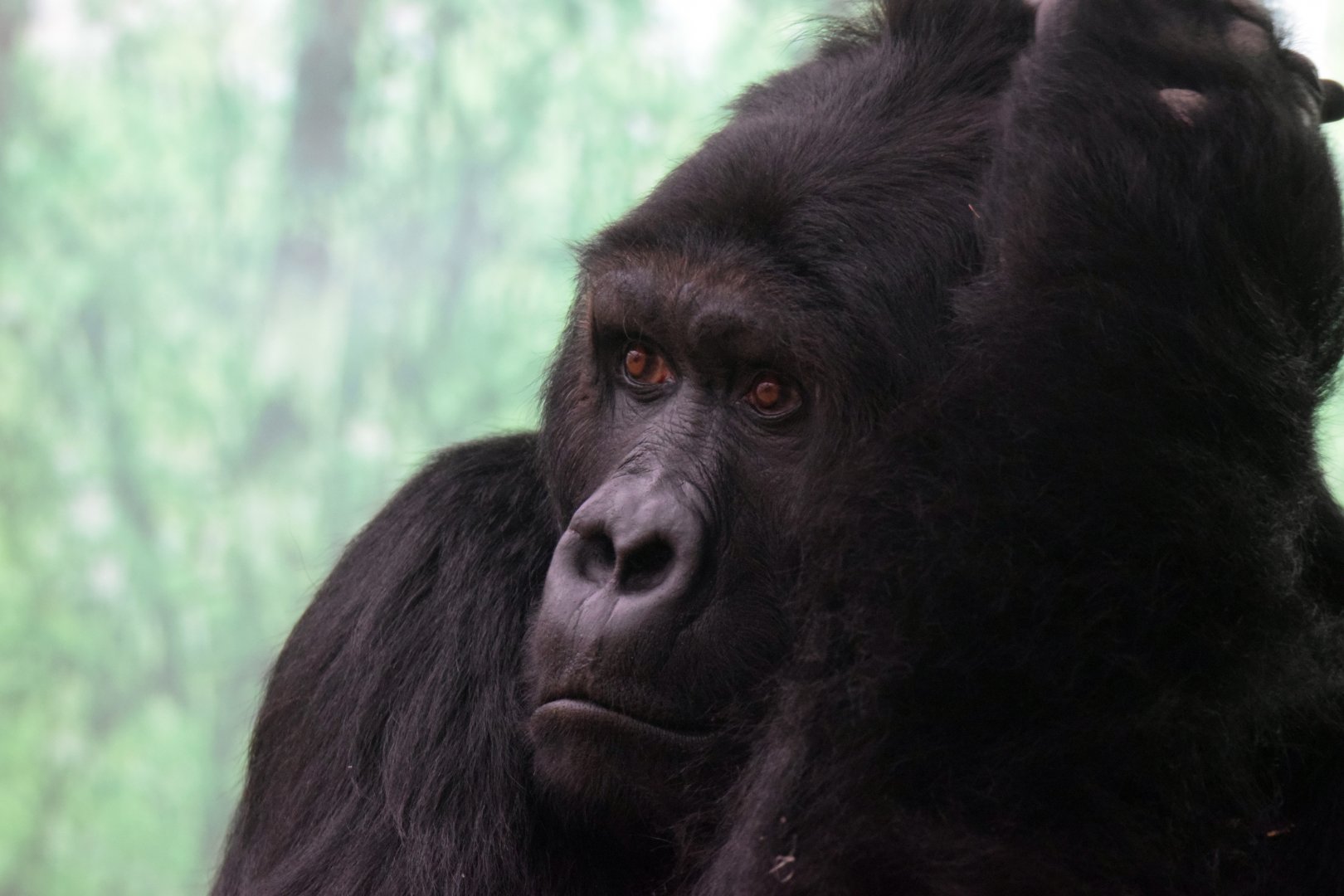 Eastern lowland gorilla Amahoro, 20.10.2019