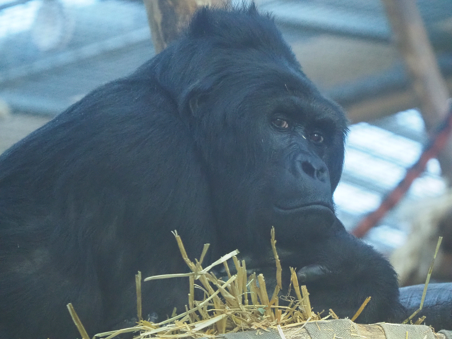 Eastern lowland gorilla Amahoro (Gorilla beringei graueri), 2019-12-30