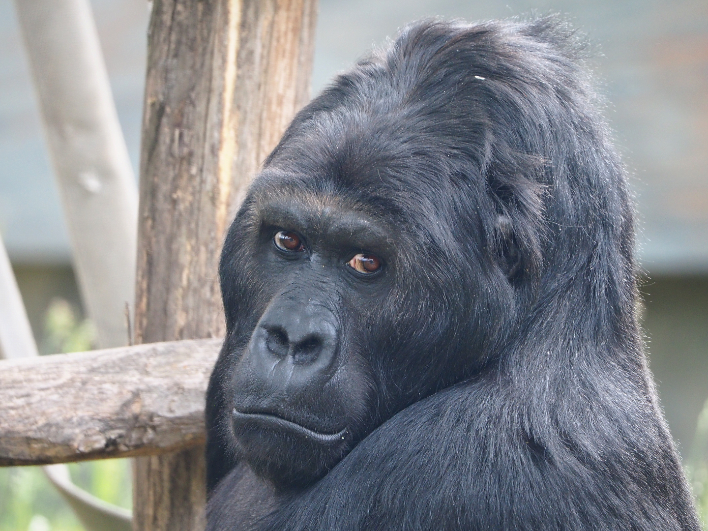 Eastern lowland gorilla Amahoro (Gorilla beringei graueri), 2020-05-24