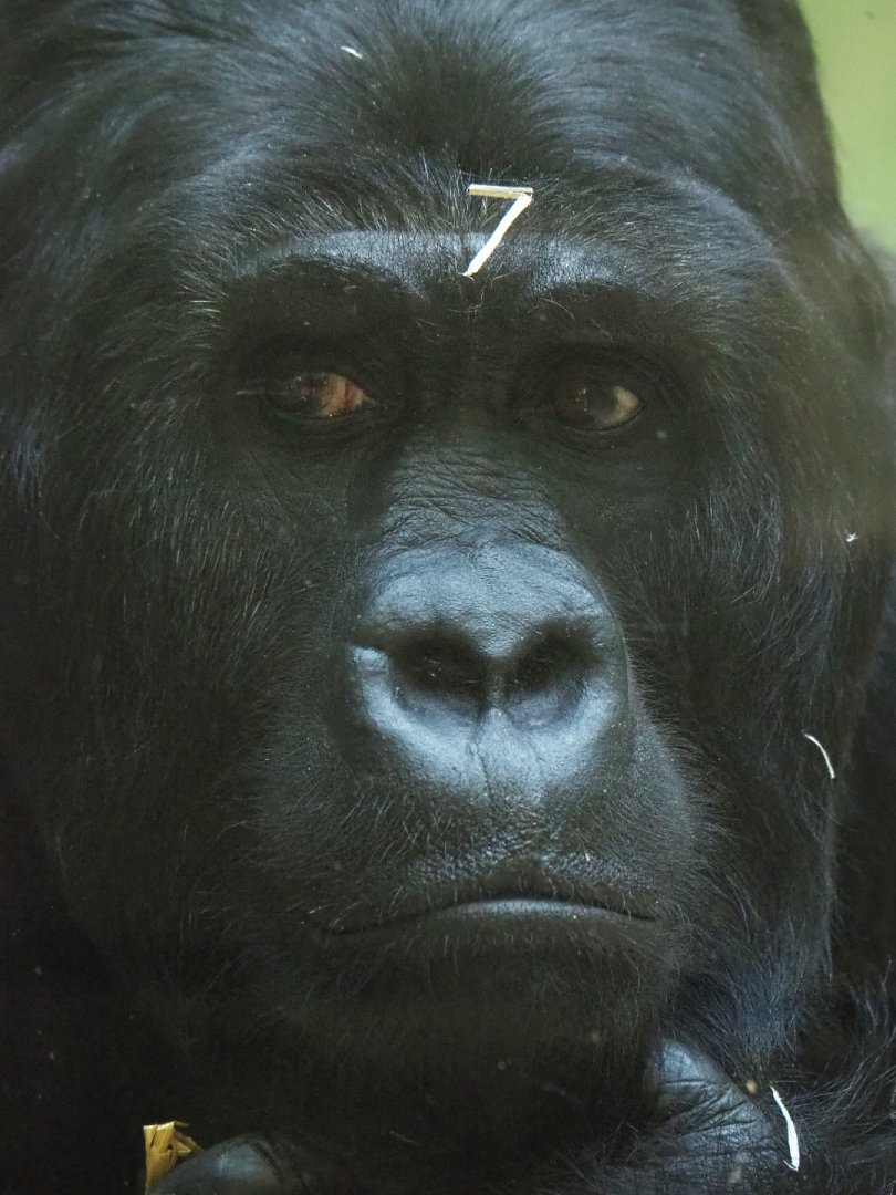 Eastern lowland gorilla Amahoro (Gorilla beringei graueri), 2022-05-26