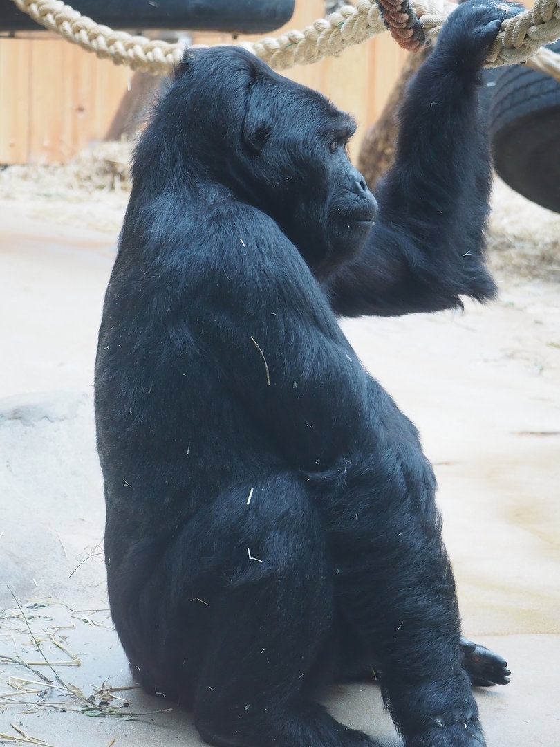 Eastern lowland gorilla Amahoro (Gorilla beringei graueri), 2022-07-10