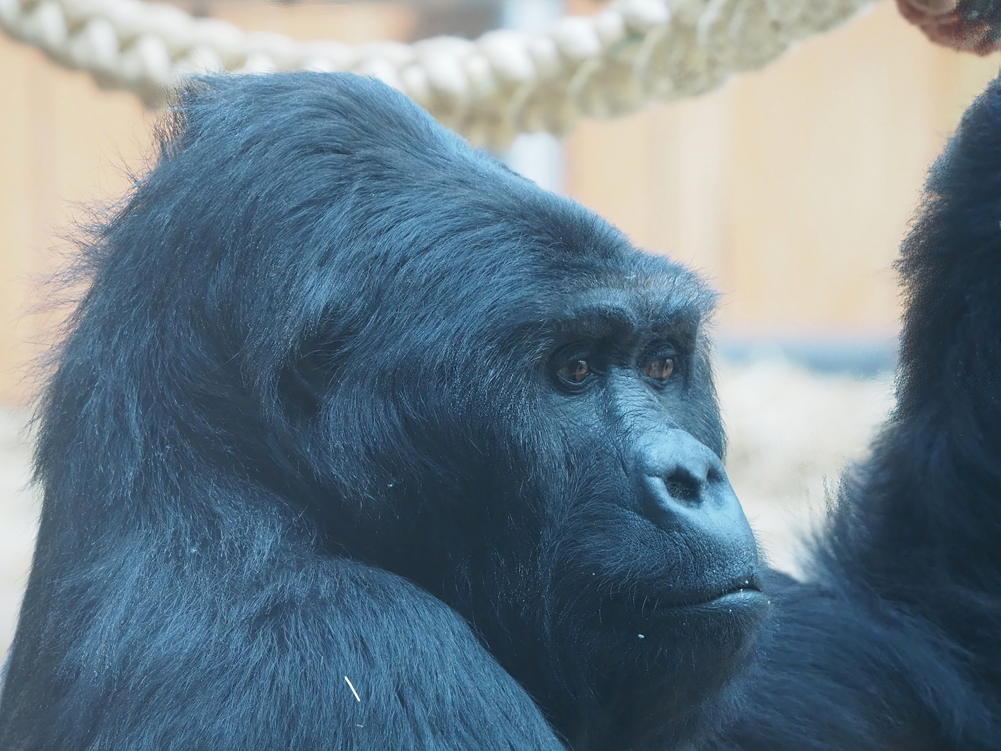 Eastern lowland gorilla Amahoro (Gorilla beringei graueri), 2022-07-10