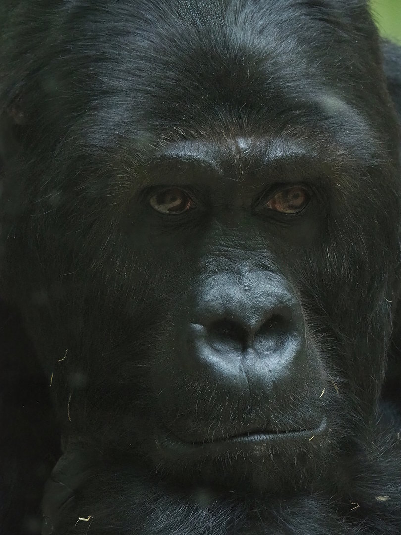 Eastern lowland gorilla Amahoro (Gorilla beringei graueri), 2022-08-16