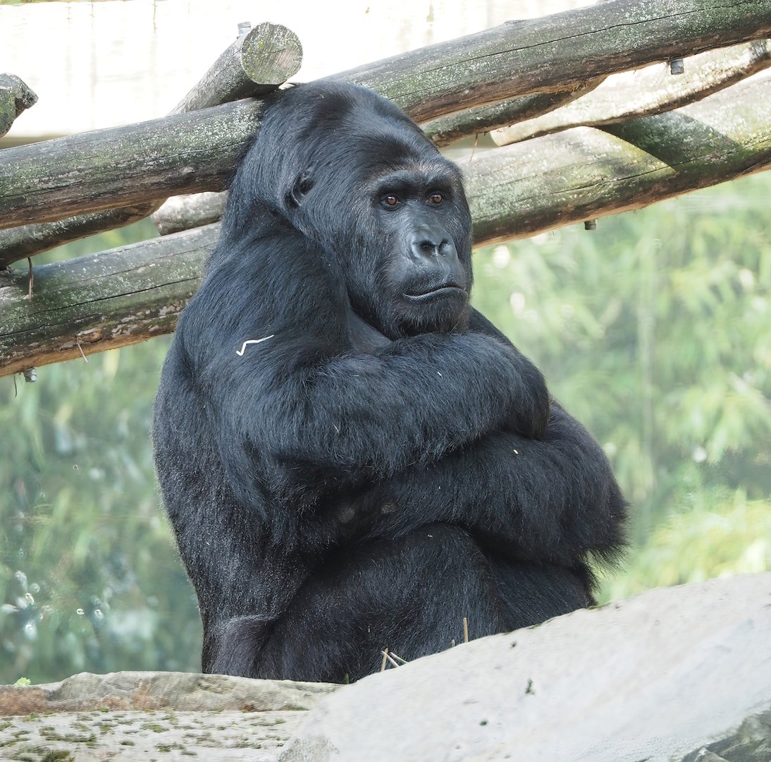 Eastern lowland gorilla Amahoro (Gorilla beringei graueri), 2022-09-04