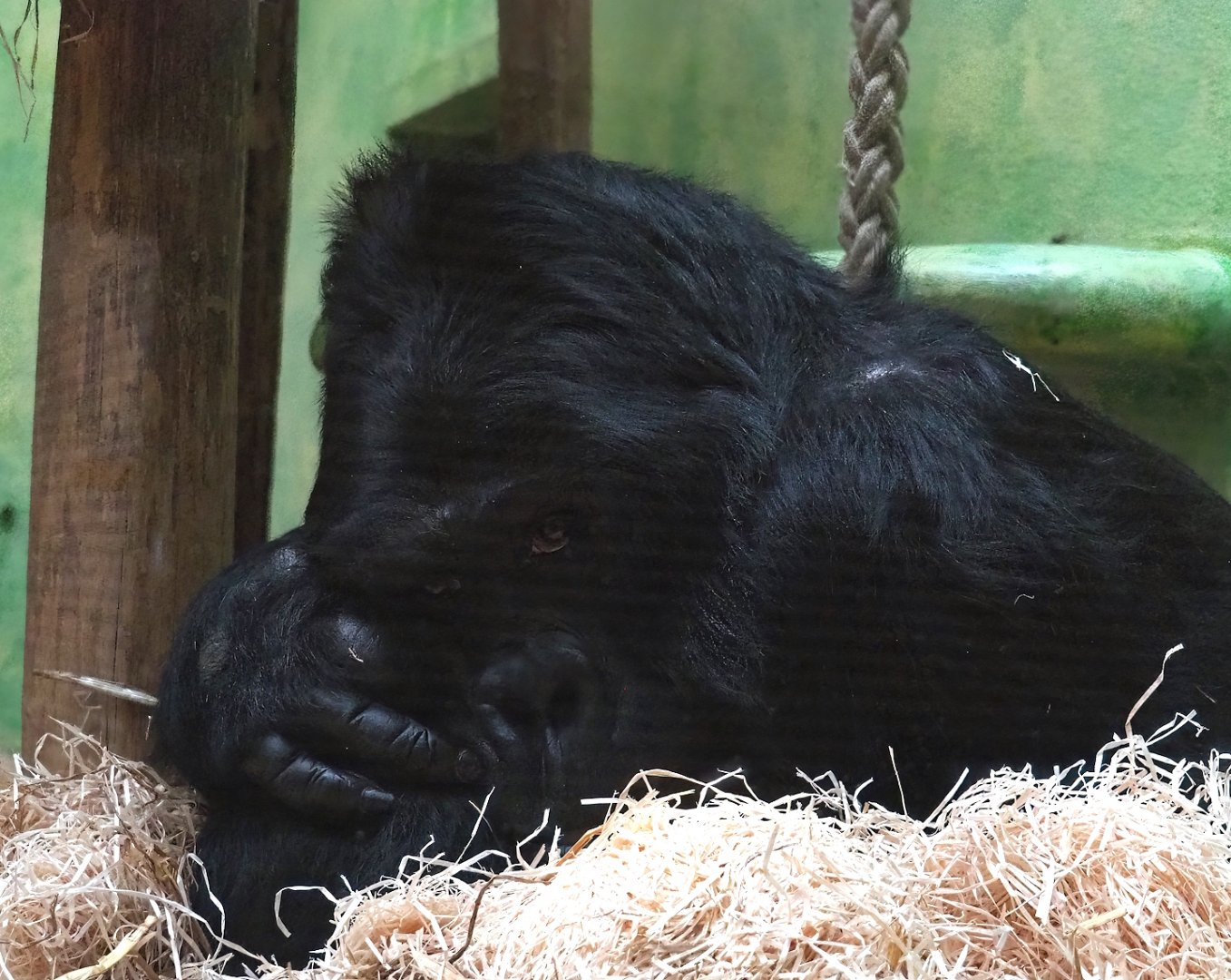 Eastern lowland gorilla Amahoro (Gorilla beringei graueri), 2024-02-17