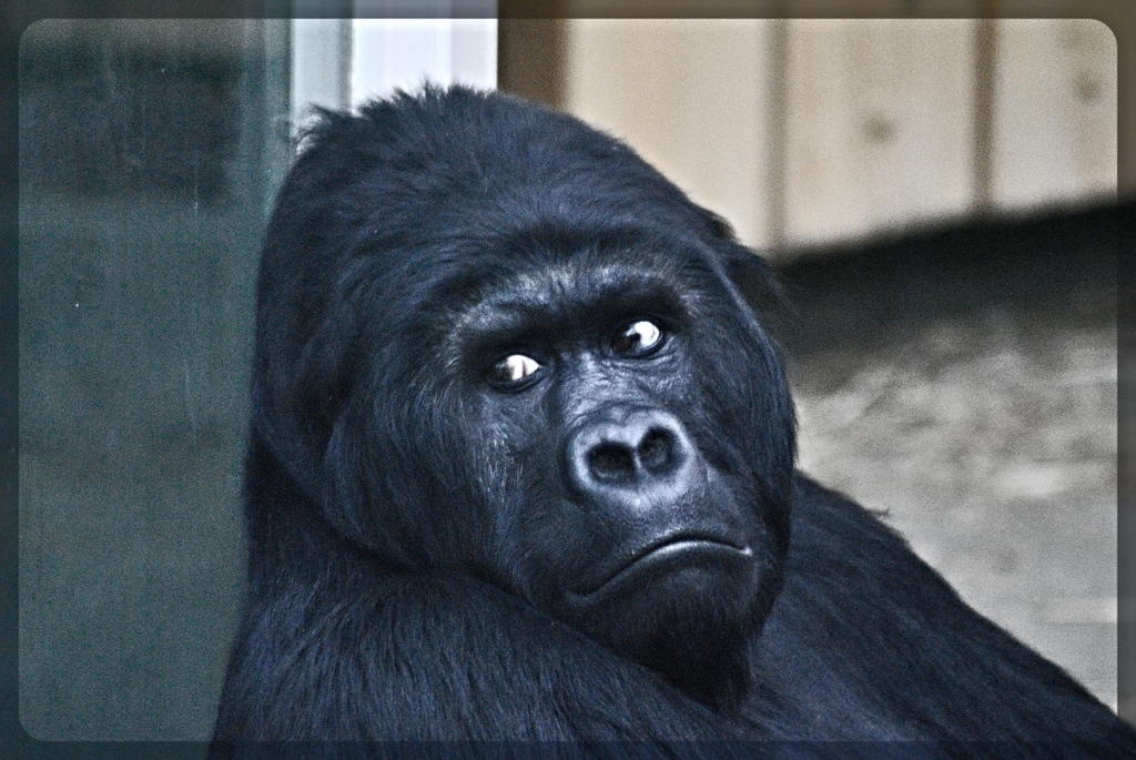 Eastern lowland gorilla Amahoro