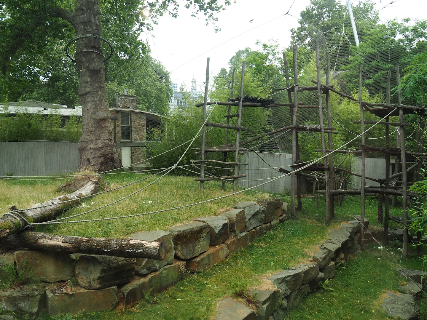 Eastern lowland gorilla and Western lowland gorilla exhibit, 2023-07-02