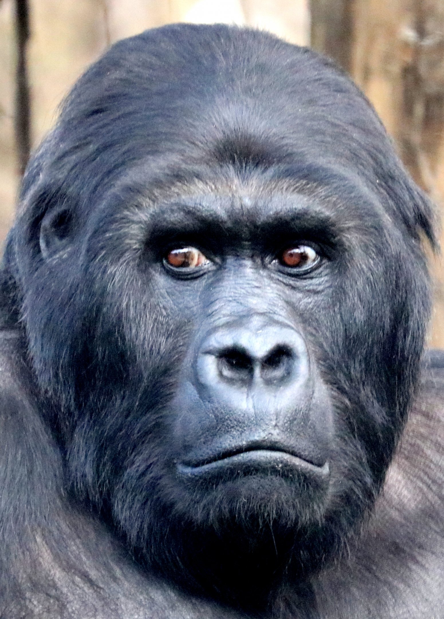 Eastern lowland gorilla; Antwerp; 8th September 2018
