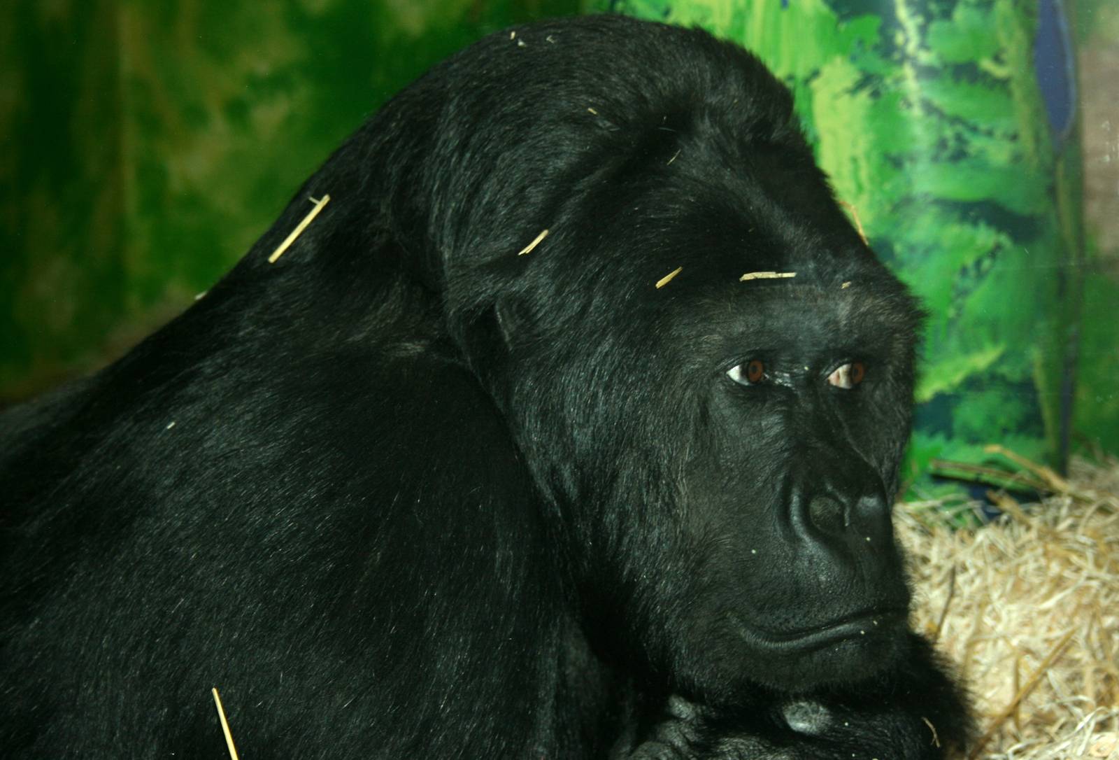 Eastern lowland gorilla; Antwerp Zoo; 12th May 2010