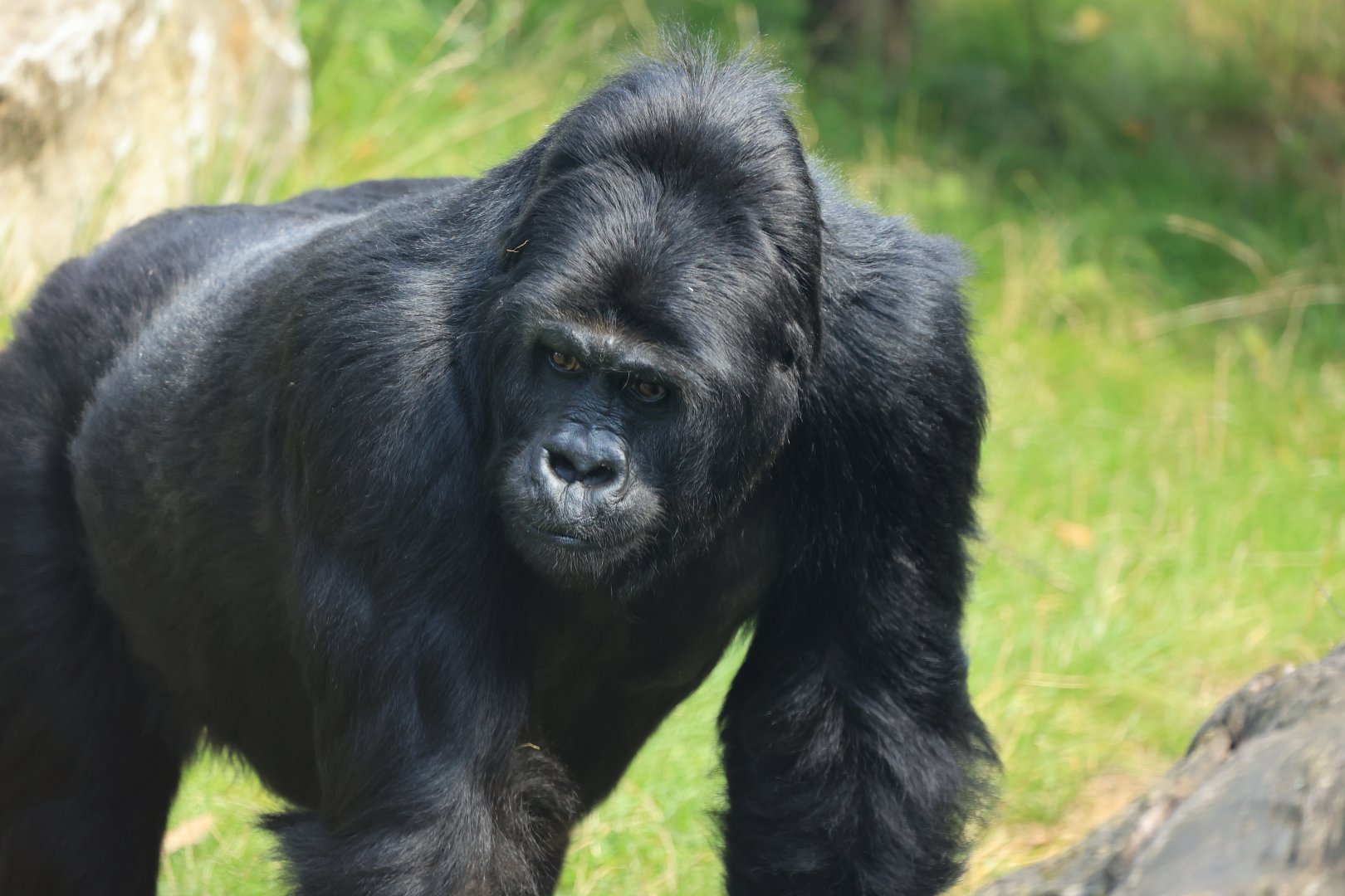 Eastern lowland gorilla (August 2021)