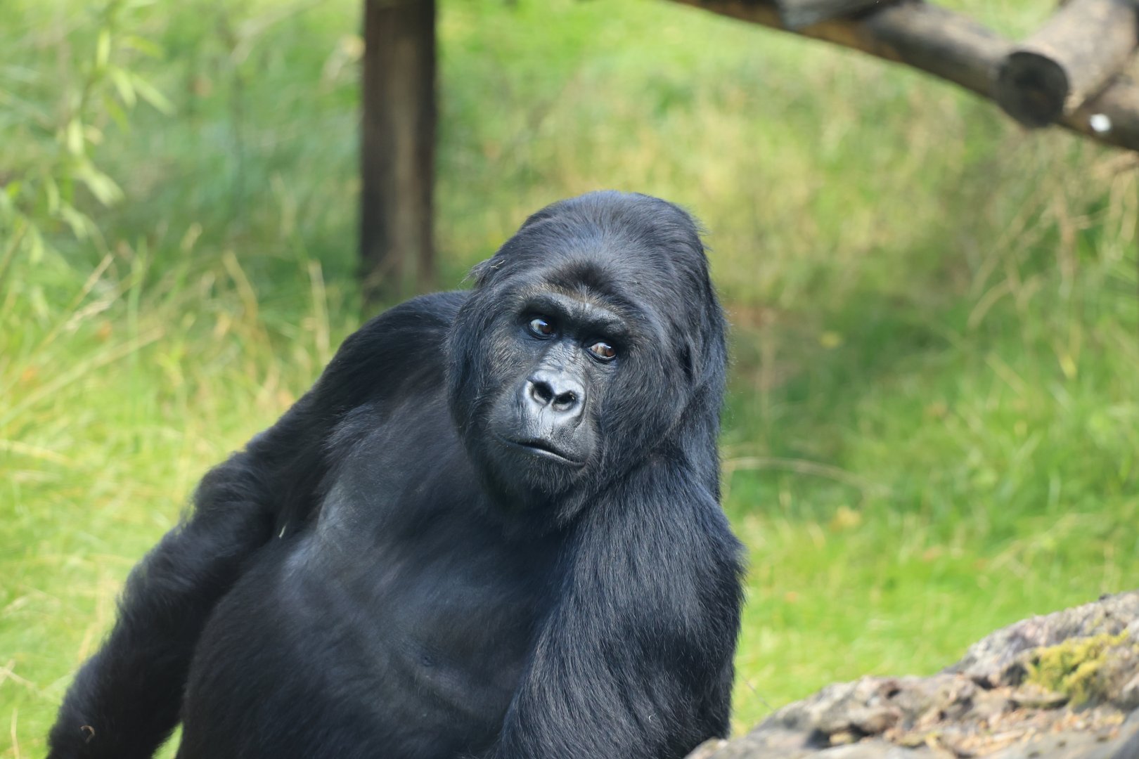 Eastern lowland gorilla (August 2021)