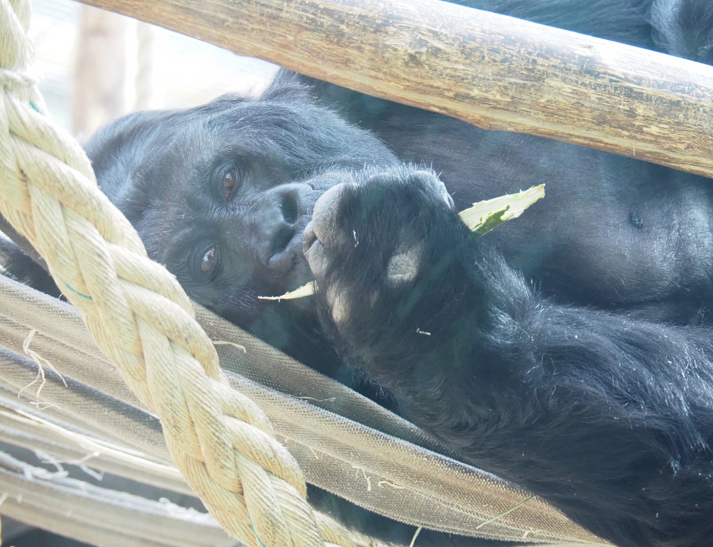 Eastern lowland gorilla (Gorilla beringei graueri) Amahoro, 2022-03-16